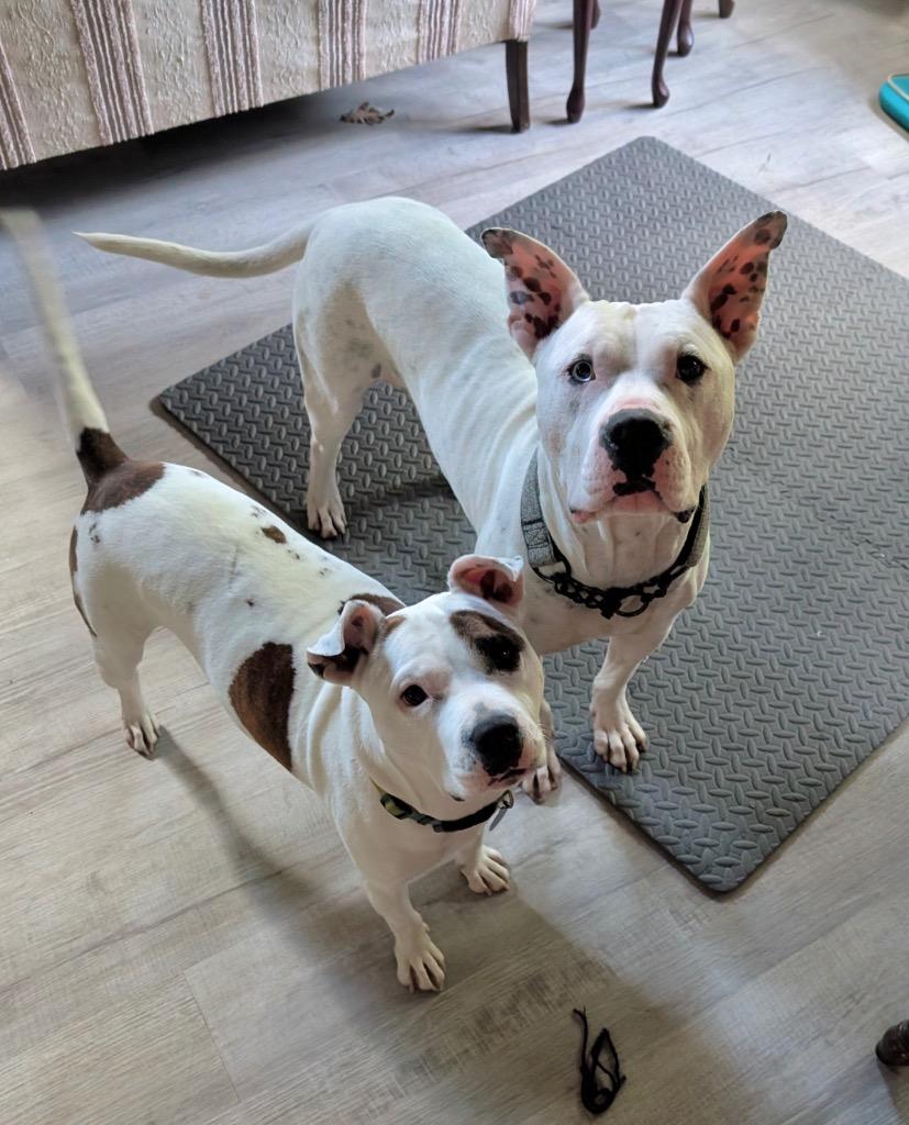Fritz - Deaf - LOCAL, a Adoptable mixed breed in Princeton, MA image 4/6