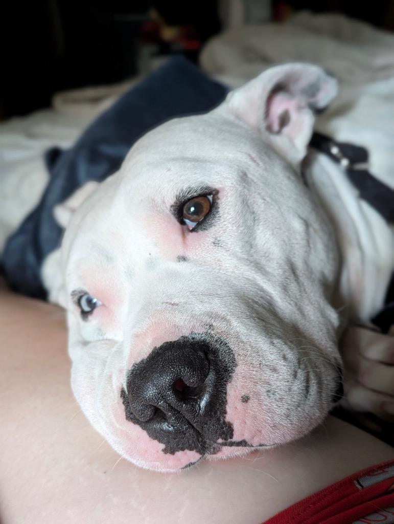 Fritz - LOCAL, a Adoptable mixed breed in Princeton, MA image 5/6