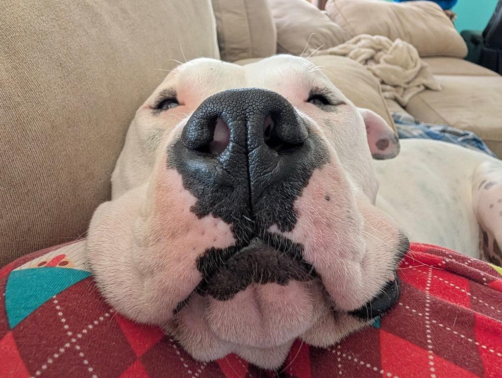 Fritz - Deaf - LOCAL, a Adoptable mixed breed in Princeton, MA image 5/6