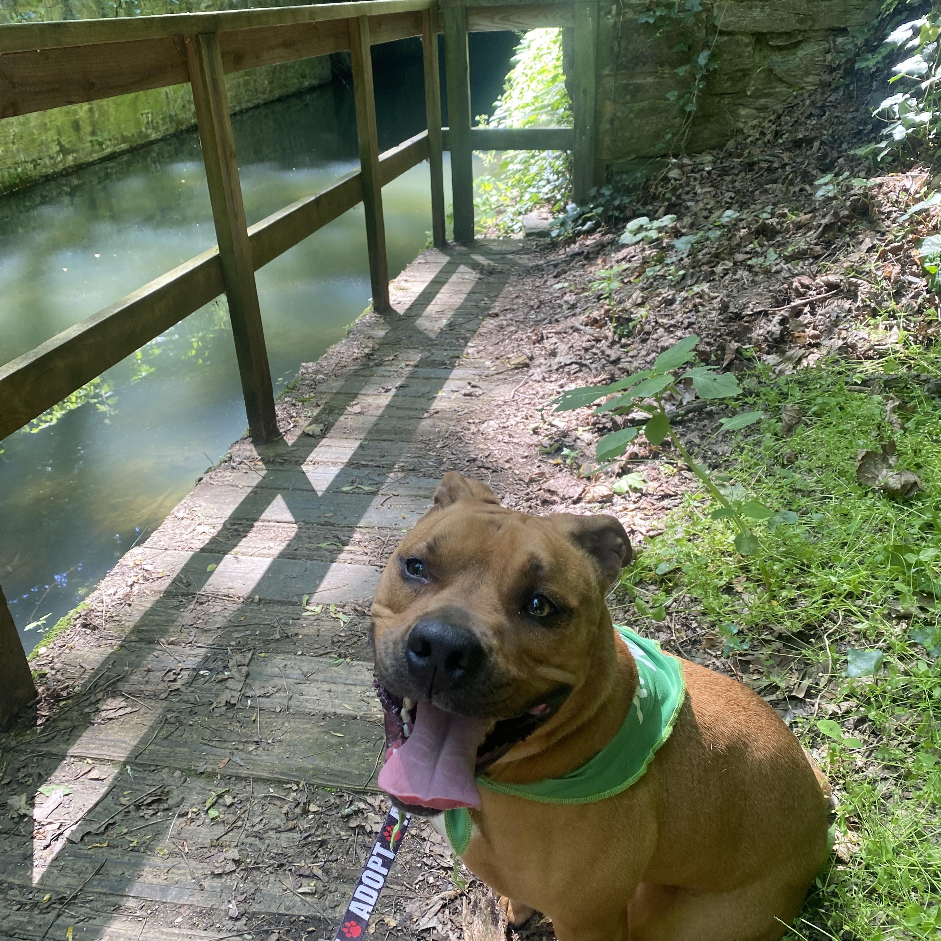 Kaine, a Adoptable mixed breed in Myerstown, PA image 2/6