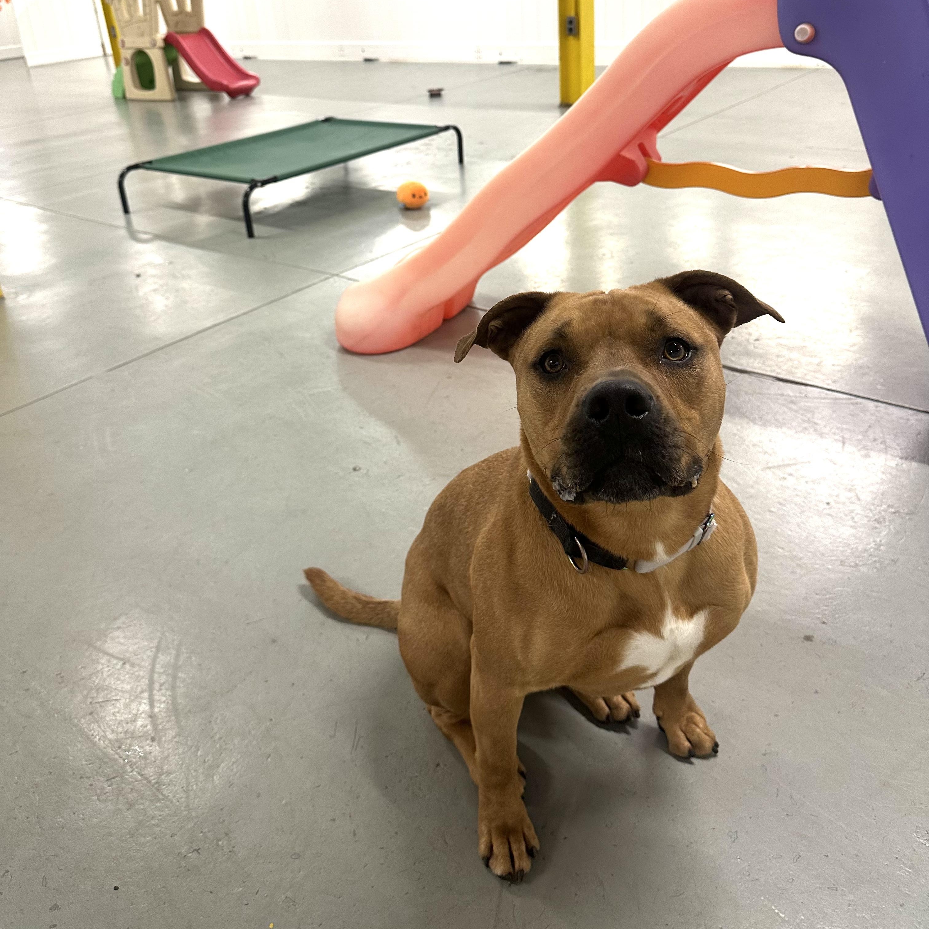 Kaine, a Adoptable mixed breed in Myerstown, PA image 2/6