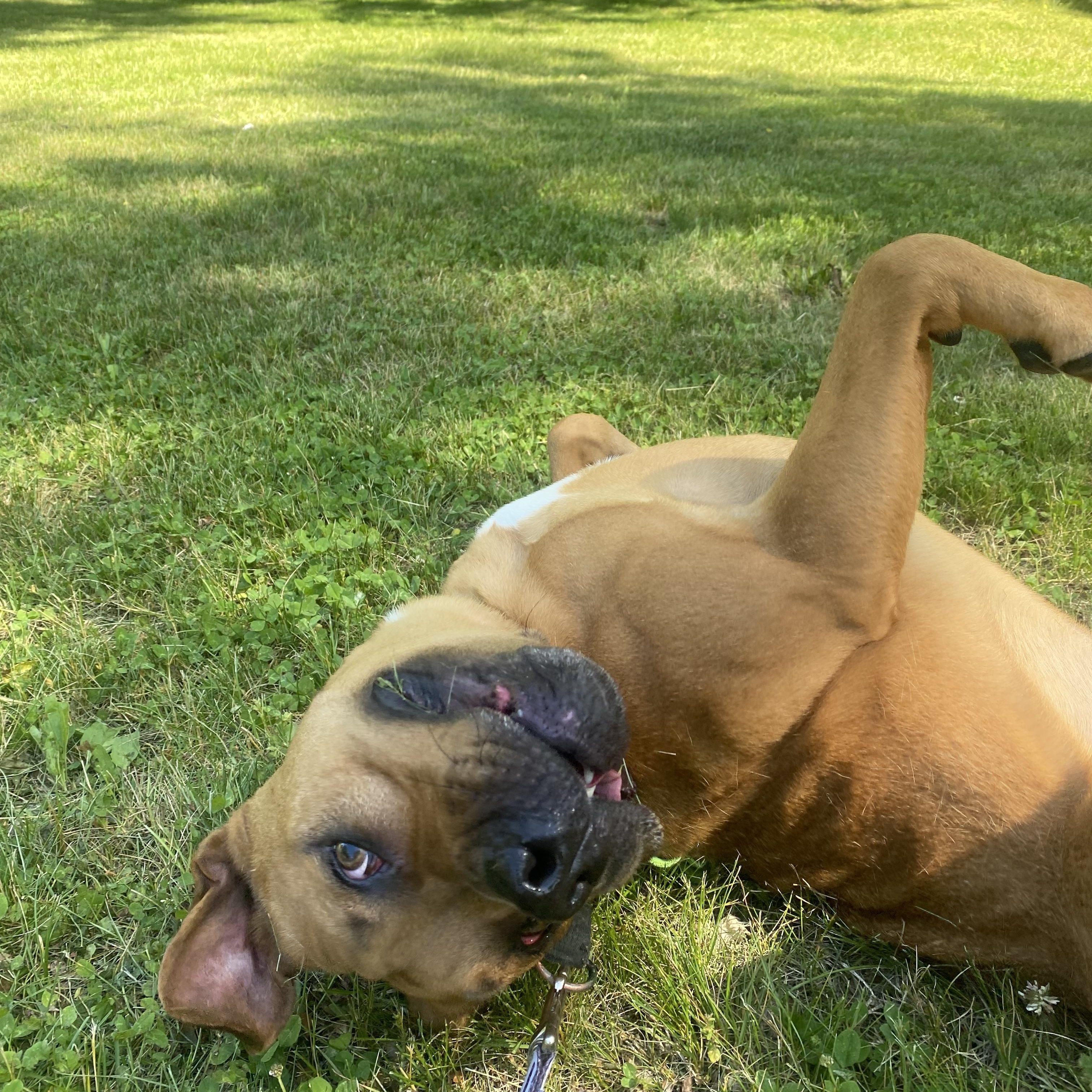 Kaine, a Adoptable mixed breed in Myerstown, PA image 6/6
