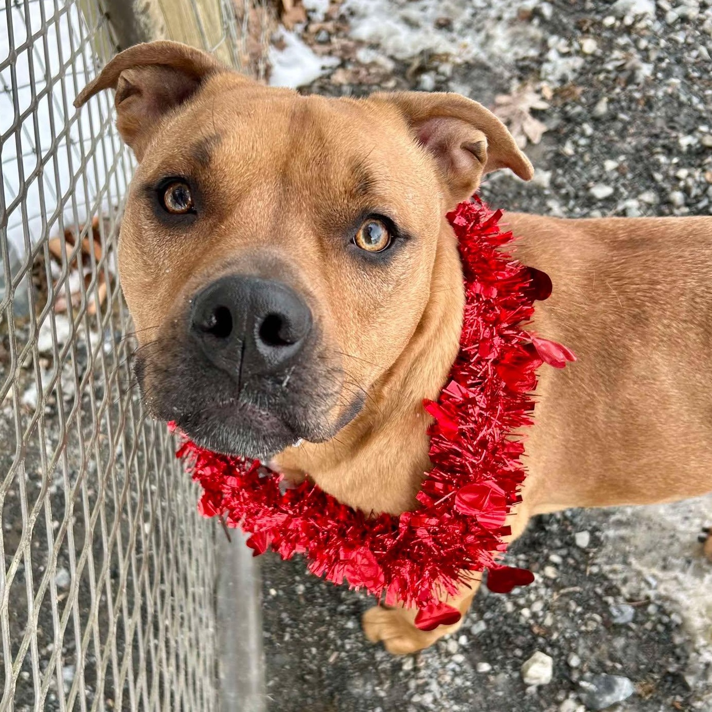 Snickers, a Adoptable Pit Bull Terrier in Myerstown, PA image 1/6