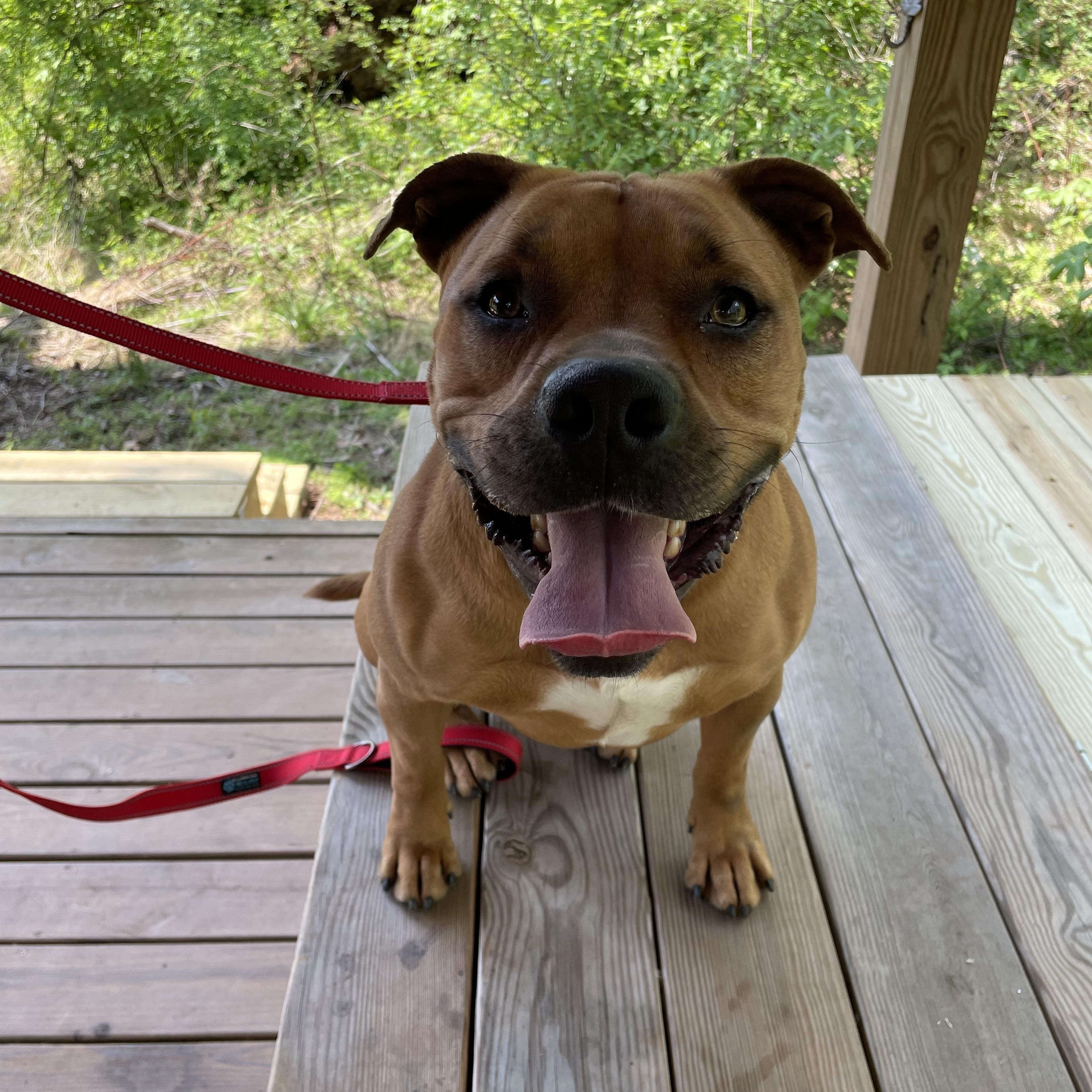 Kaine, Adoptable, Adult Male Pit Bull Terrier.
