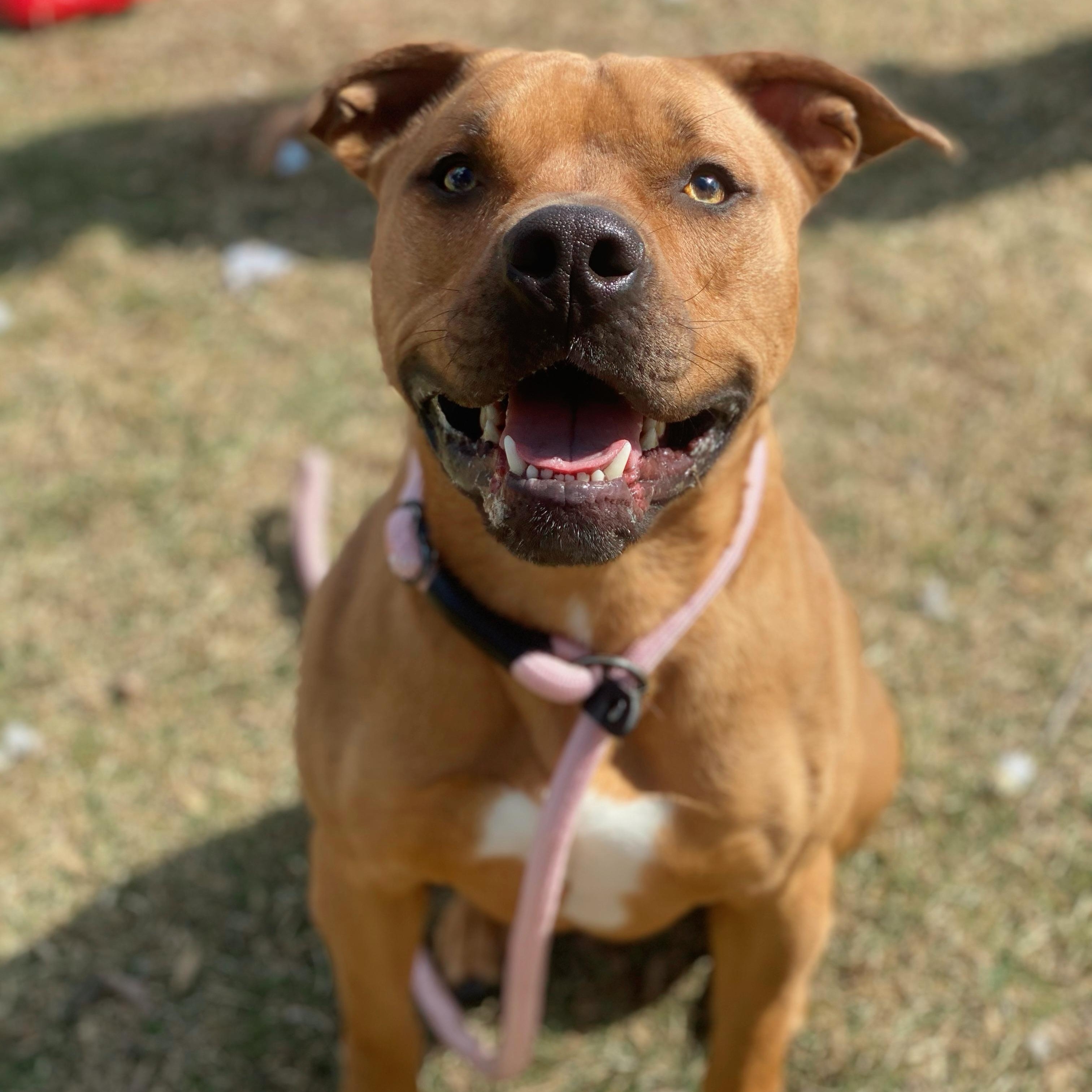 Kaine, Adoptable, Adult Male Pit Bull Terrier.