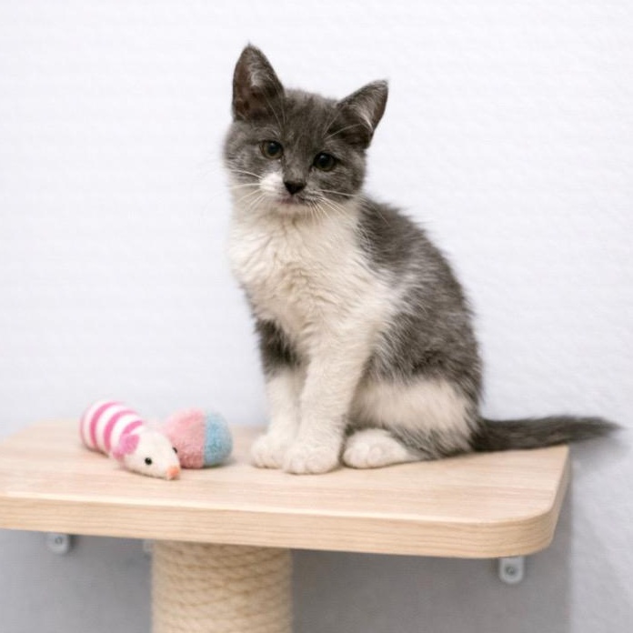 Enlarge Sage, a ADOPTABLE Domestic Short Hair in Andover, MN image 1/2