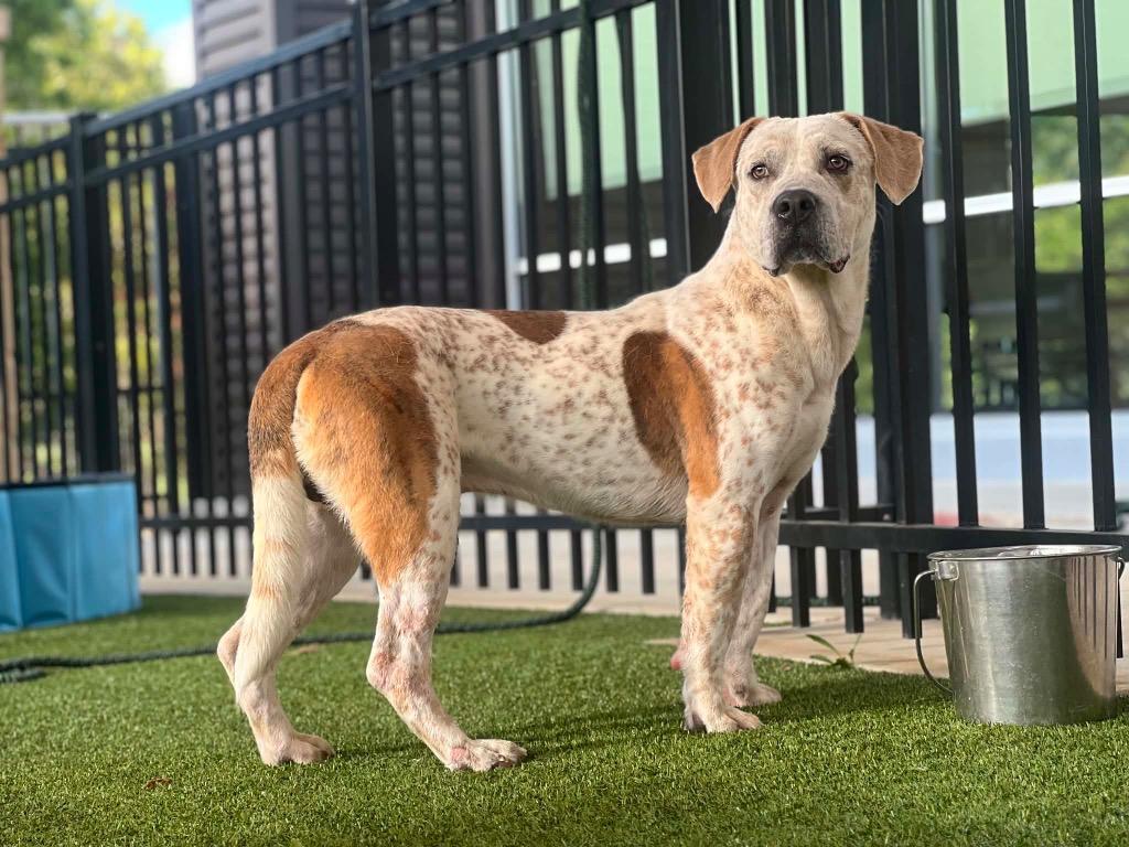Enlarge Jeffery, a Adoptable mixed breed in Canyon Lake, TX image 1/2