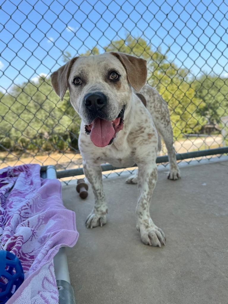 Enlarge Jeffery, a Adoptable mixed breed in Canyon Lake, TX image 2/2