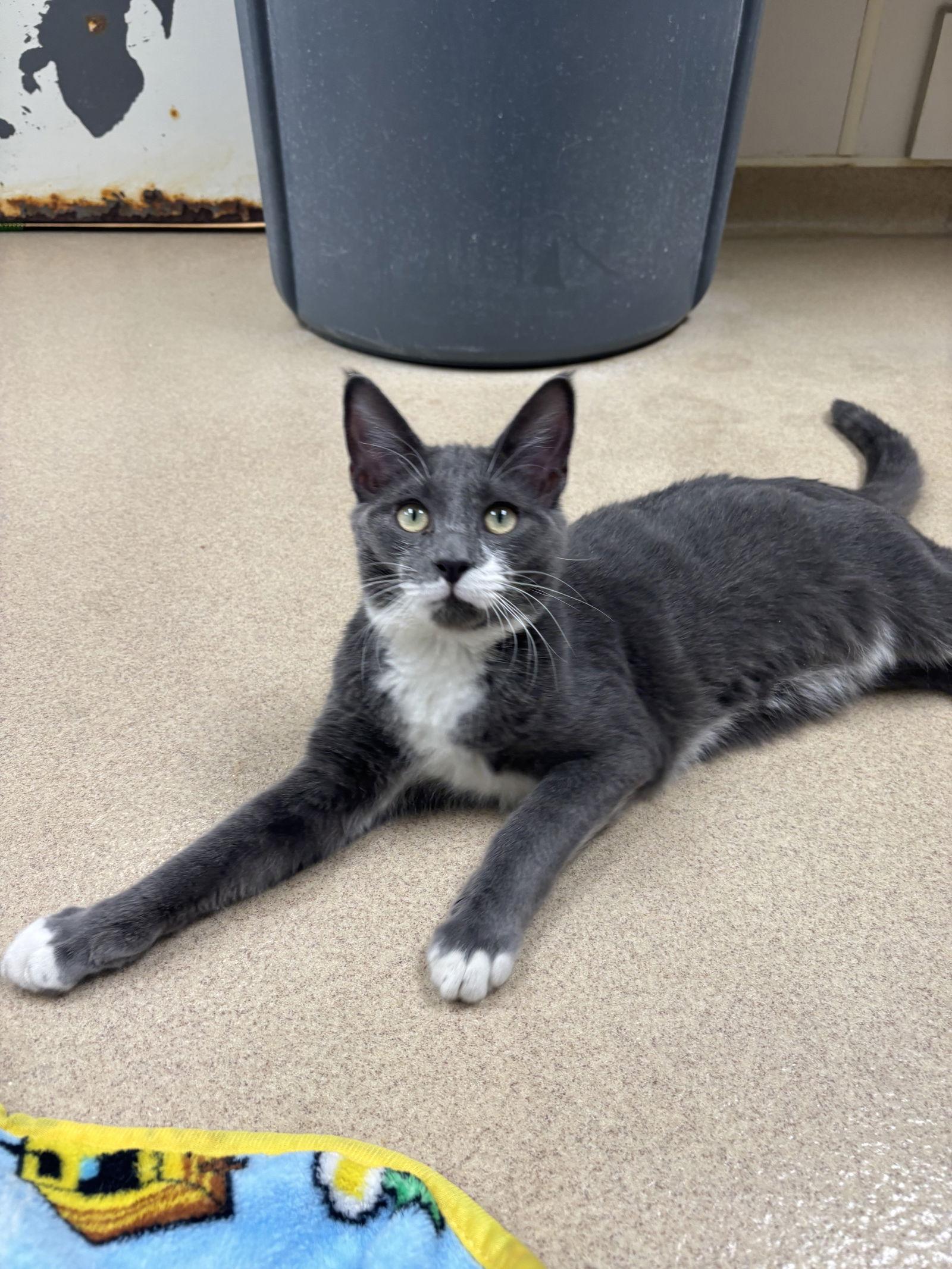 Herbie, Adoptable, Young Male Domestic Short Hair.