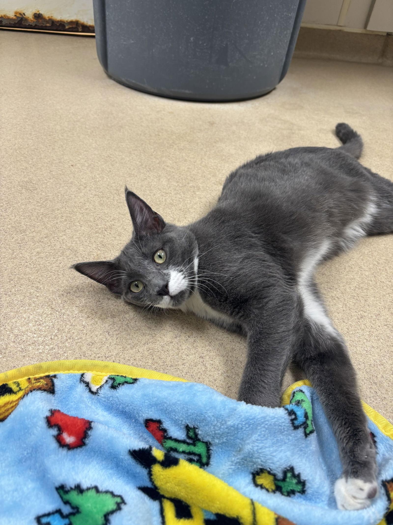 Enlarge Herbie, a Adoptable Domestic Short Hair in Brick, NJ image 2/2