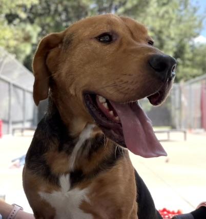 Enlarge Beau, a Adoptable mixed breed in King William, VA image 1/1