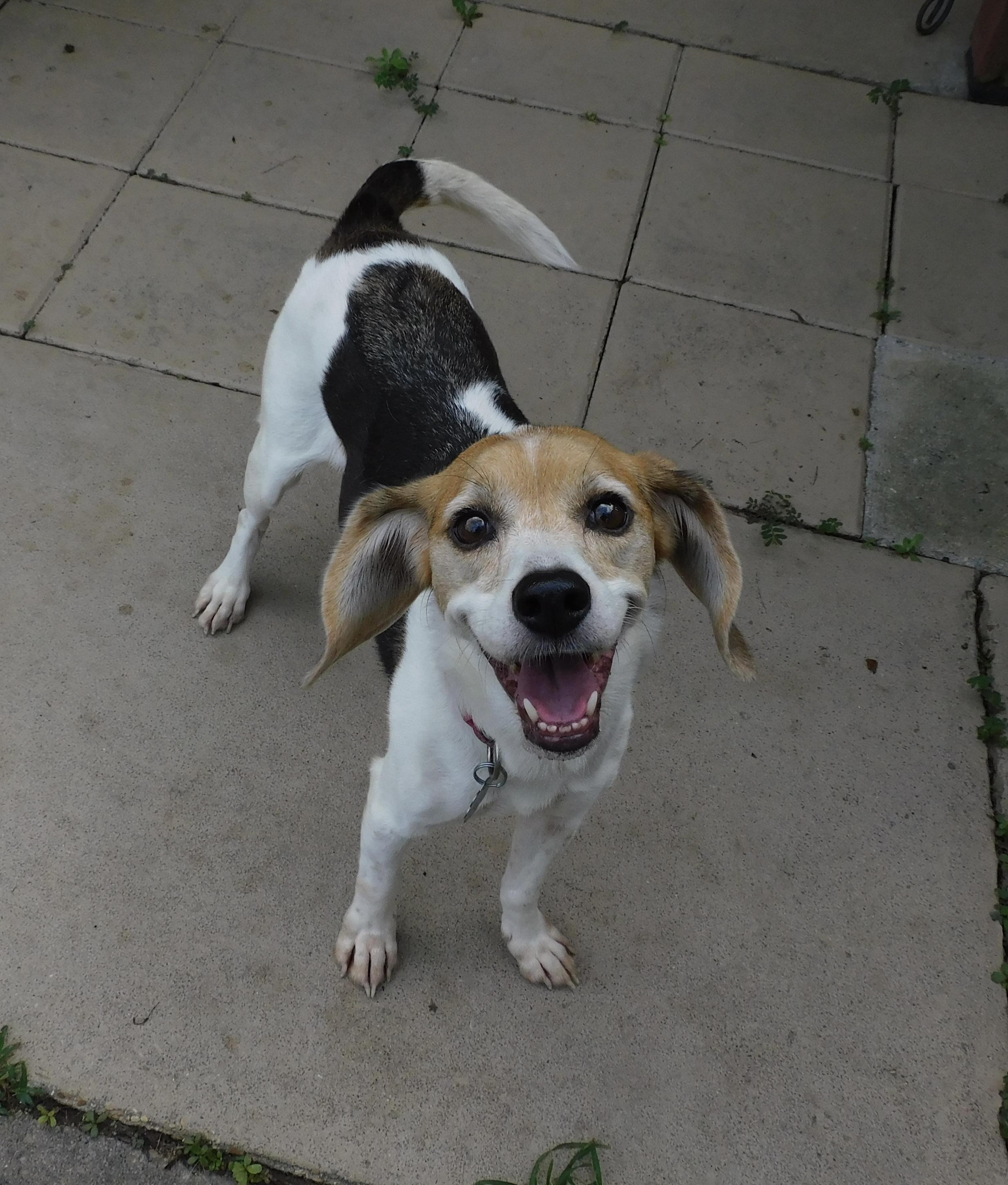 Enlarge Chia, a Adoptable Beagle in Prairieville, LA image 3/6
