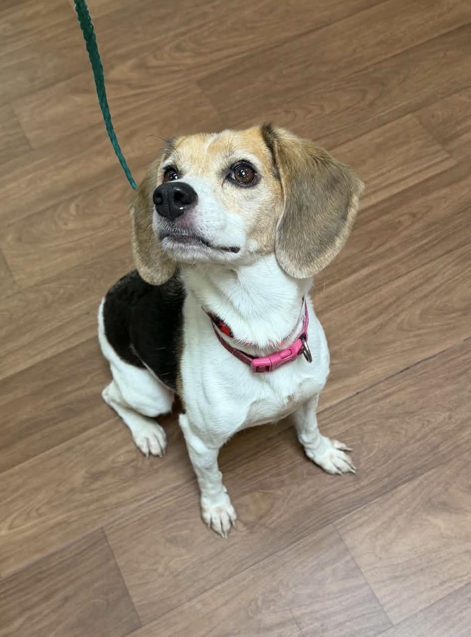 Enlarge Chia, a Adoptable Beagle in Prairieville, LA image 4/6