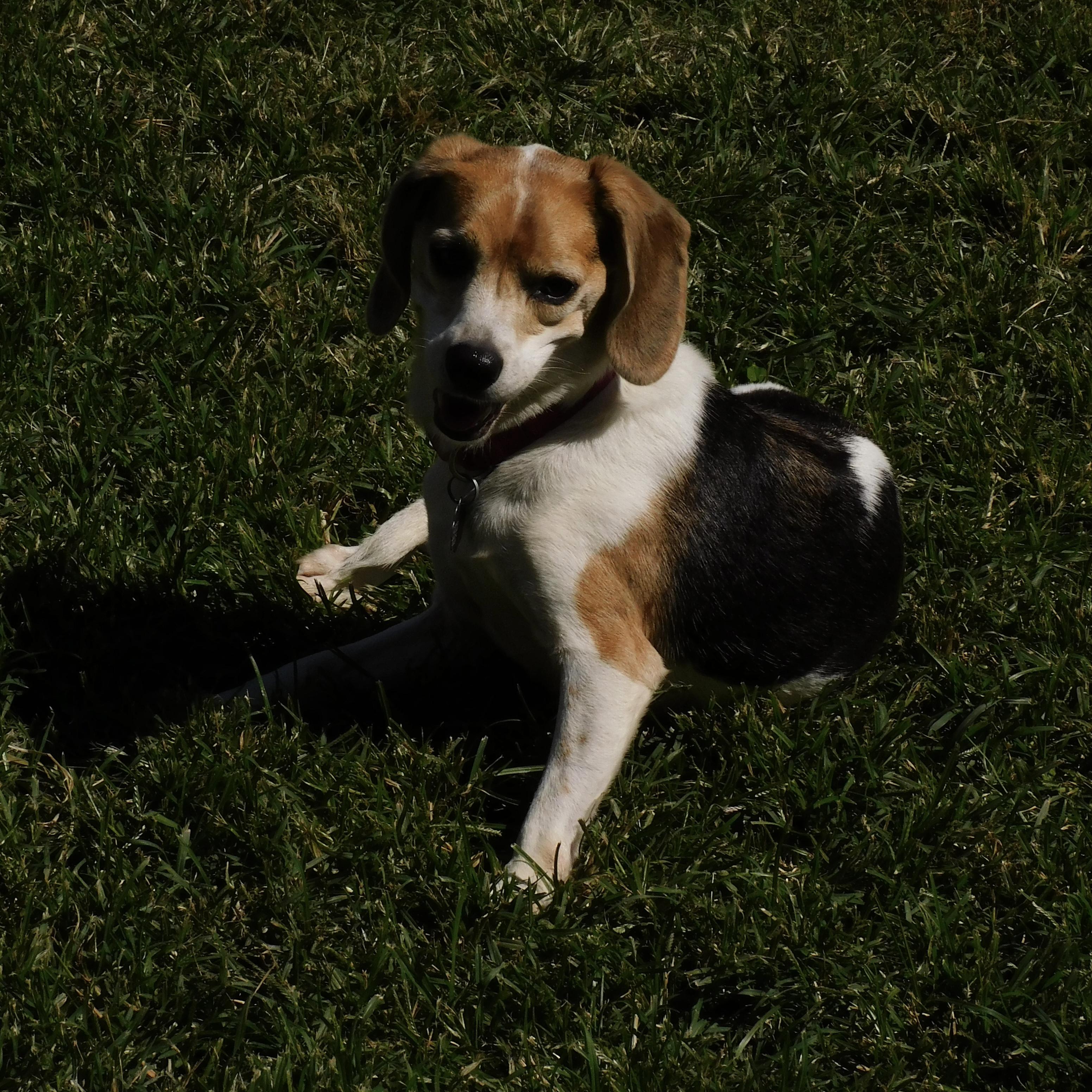 Enlarge Chia, a Adoptable Beagle in Prairieville, LA image 5/6