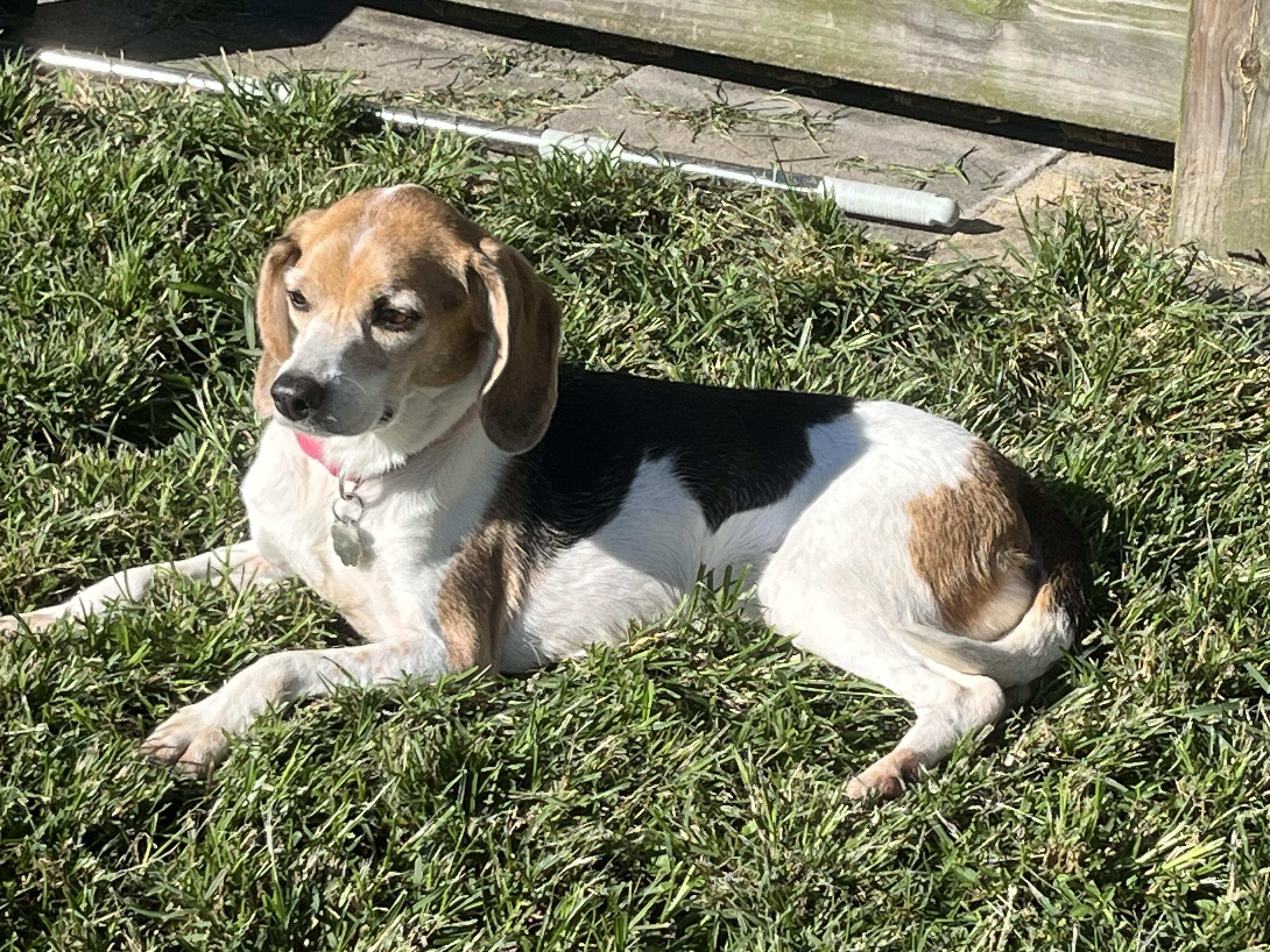 Enlarge Chia, a Adoptable Beagle in Prairieville, LA image 6/6