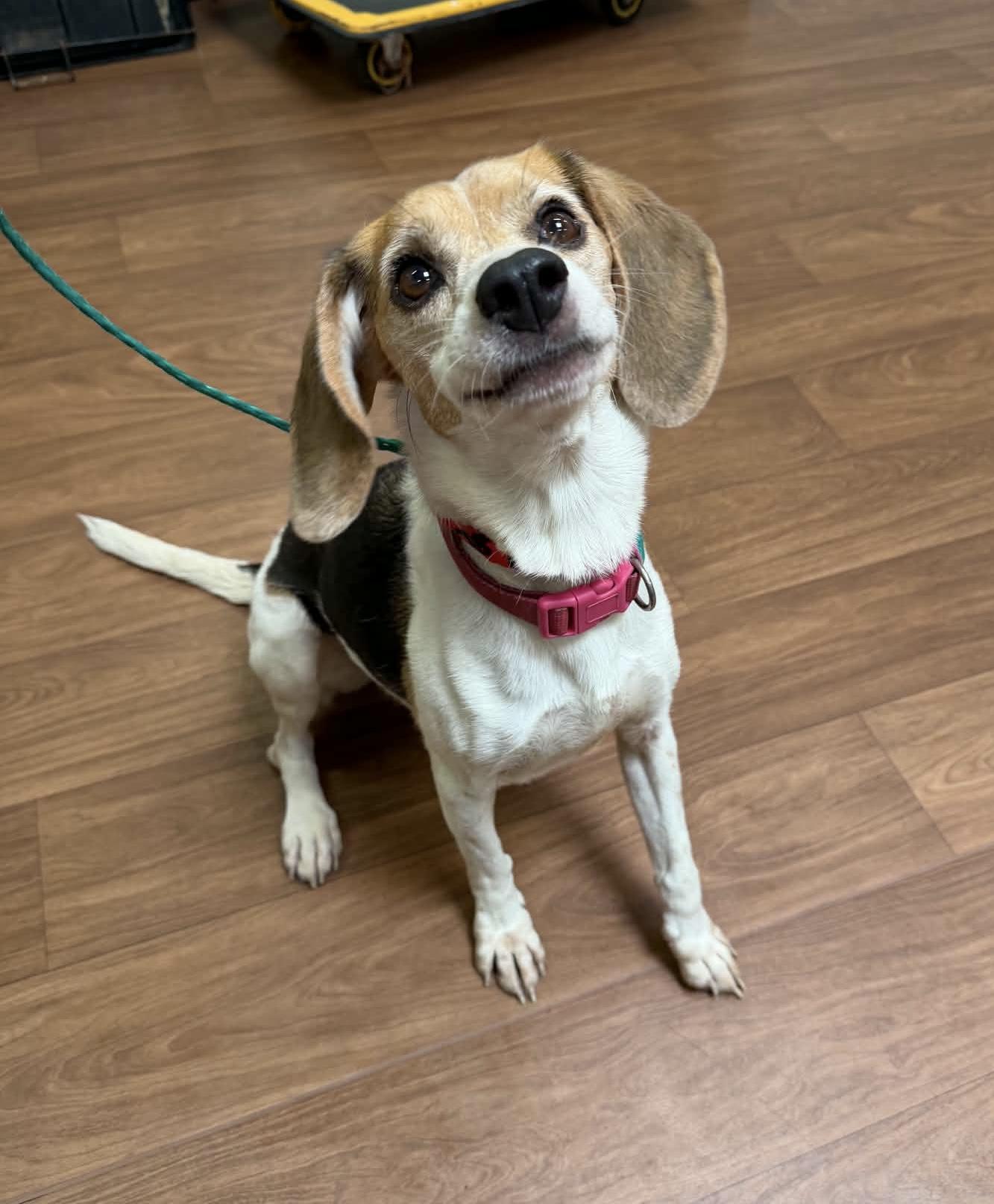 Enlarge Chia, a Adoptable Beagle in Prairieville, LA image 1/6