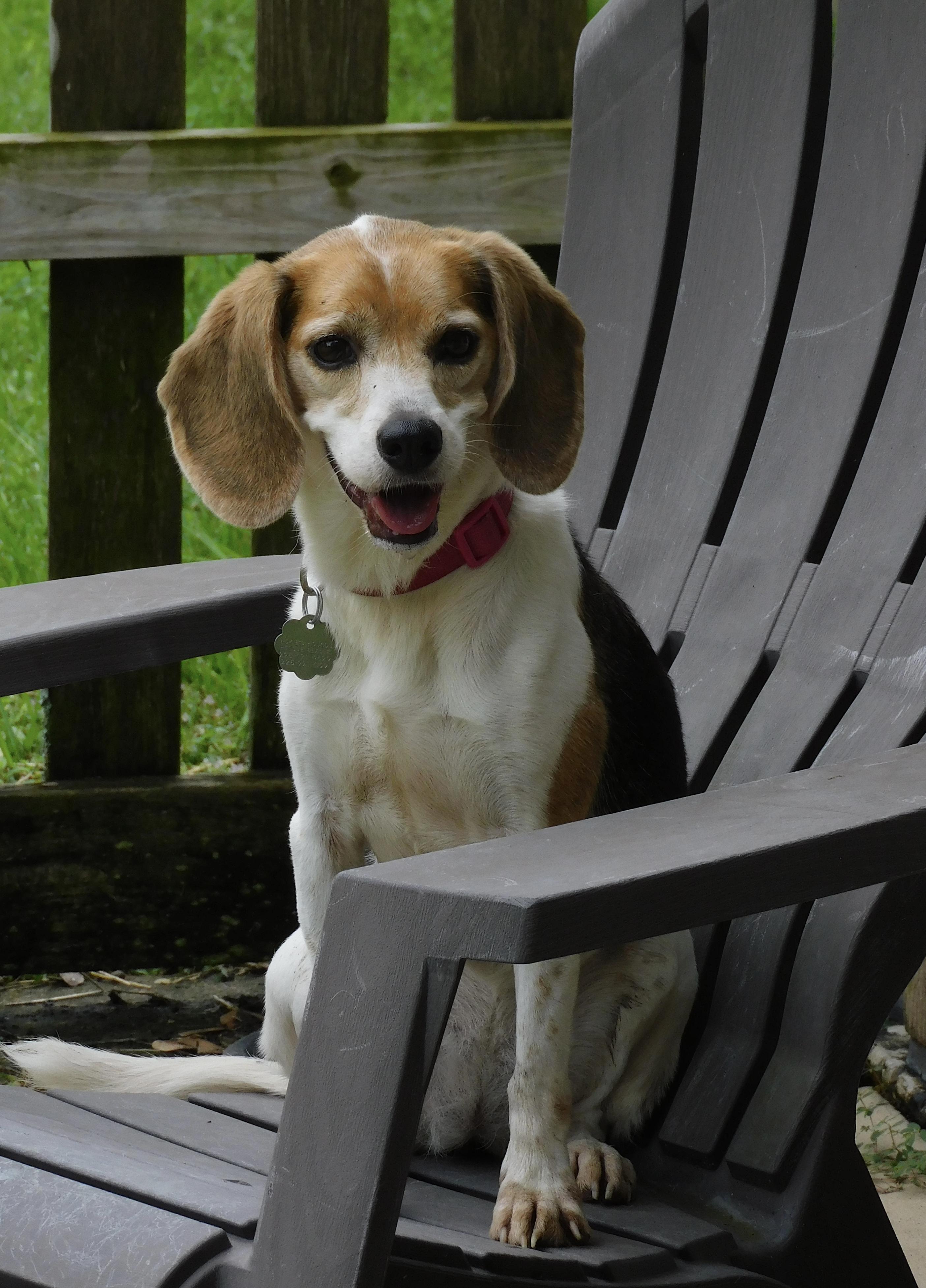 Enlarge Chia, a Adoptable Beagle in Prairieville, LA image 2/6