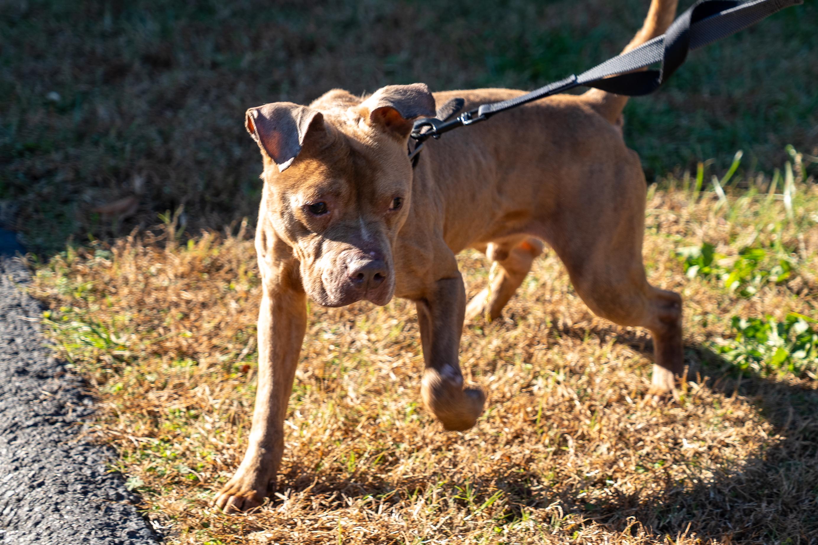 Enlarge Clarence, a Adoptable mixed breed in King George, VA image 5/6