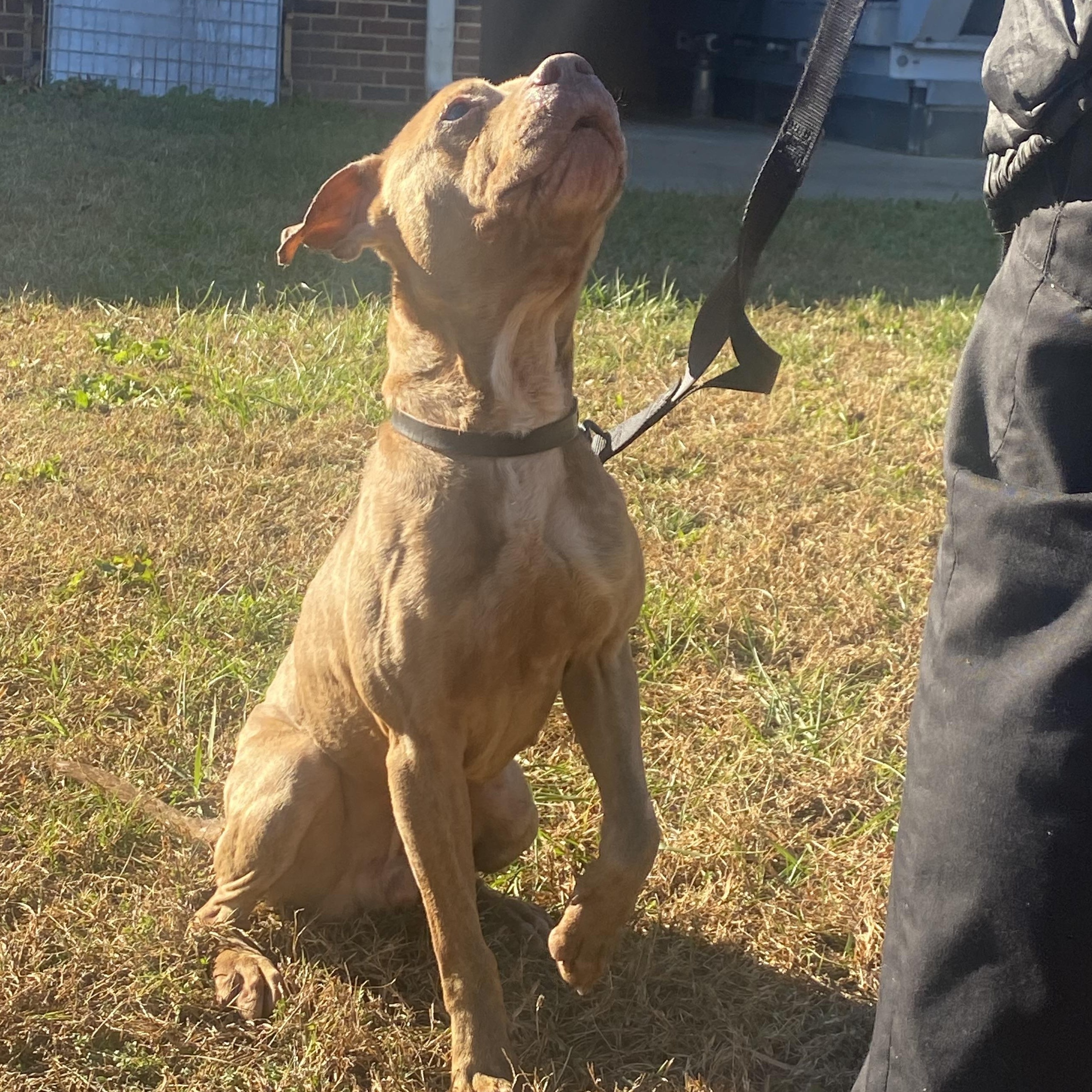 Enlarge Clarence, a Adoptable mixed breed in King George, VA image 4/6