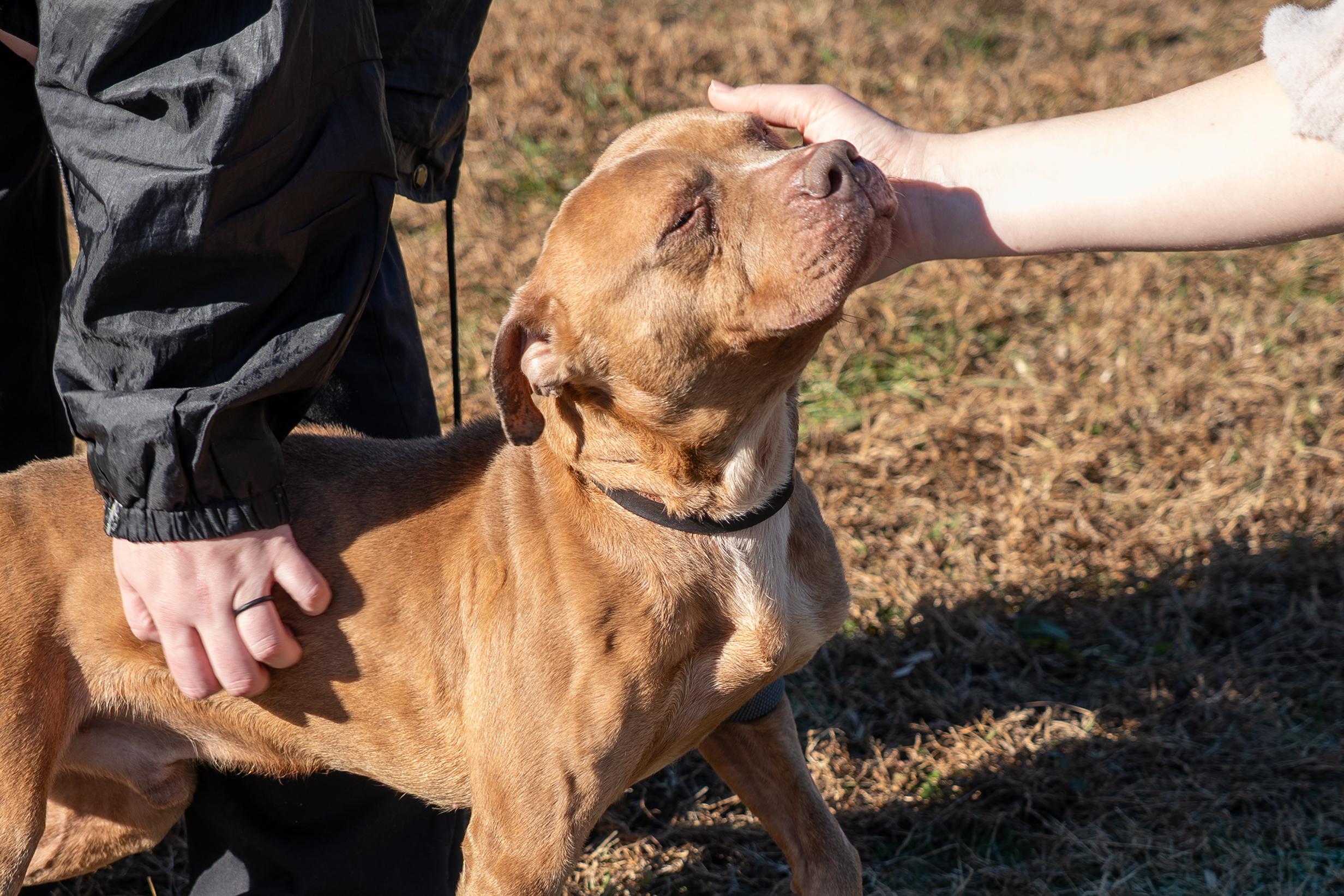 Enlarge Clarence, a Adoptable mixed breed in King George, VA image 3/6