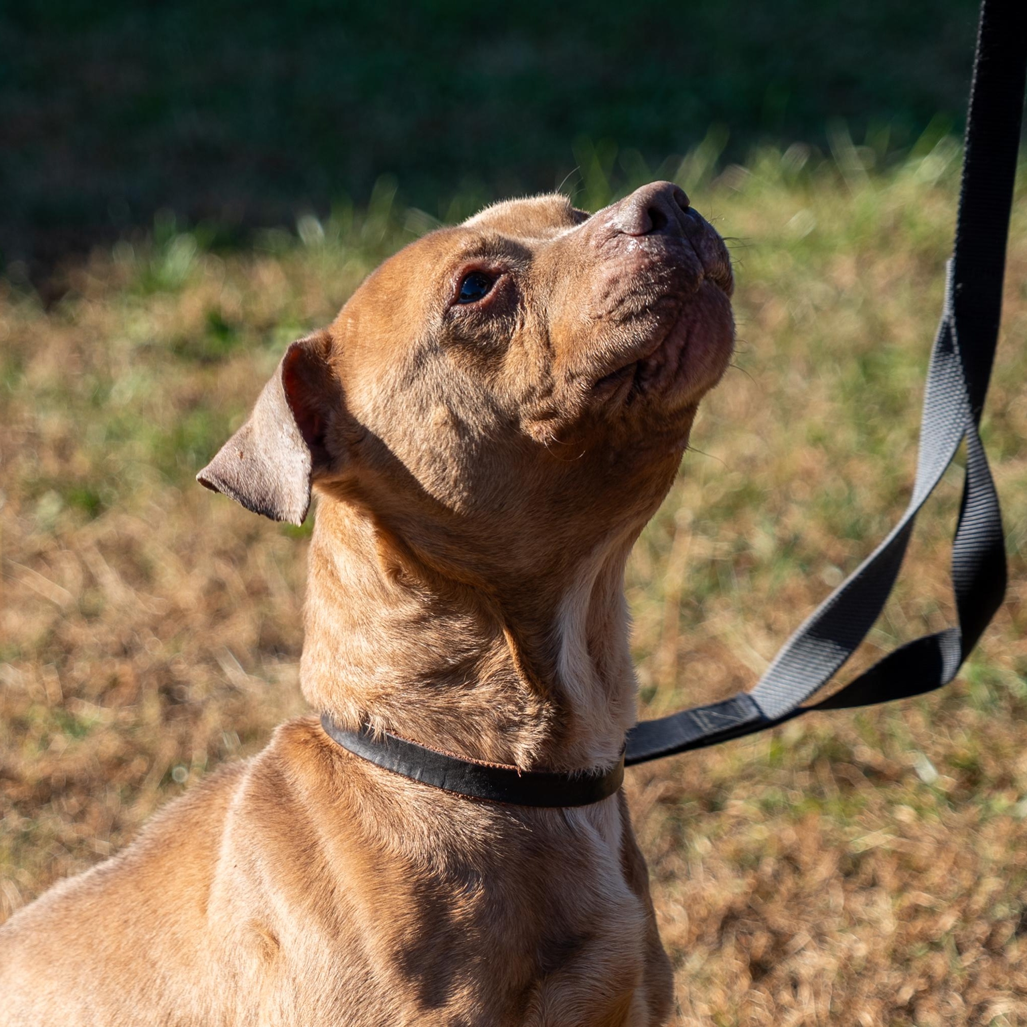 Enlarge Clarence, a Adoptable mixed breed in King George, VA image 1/6
