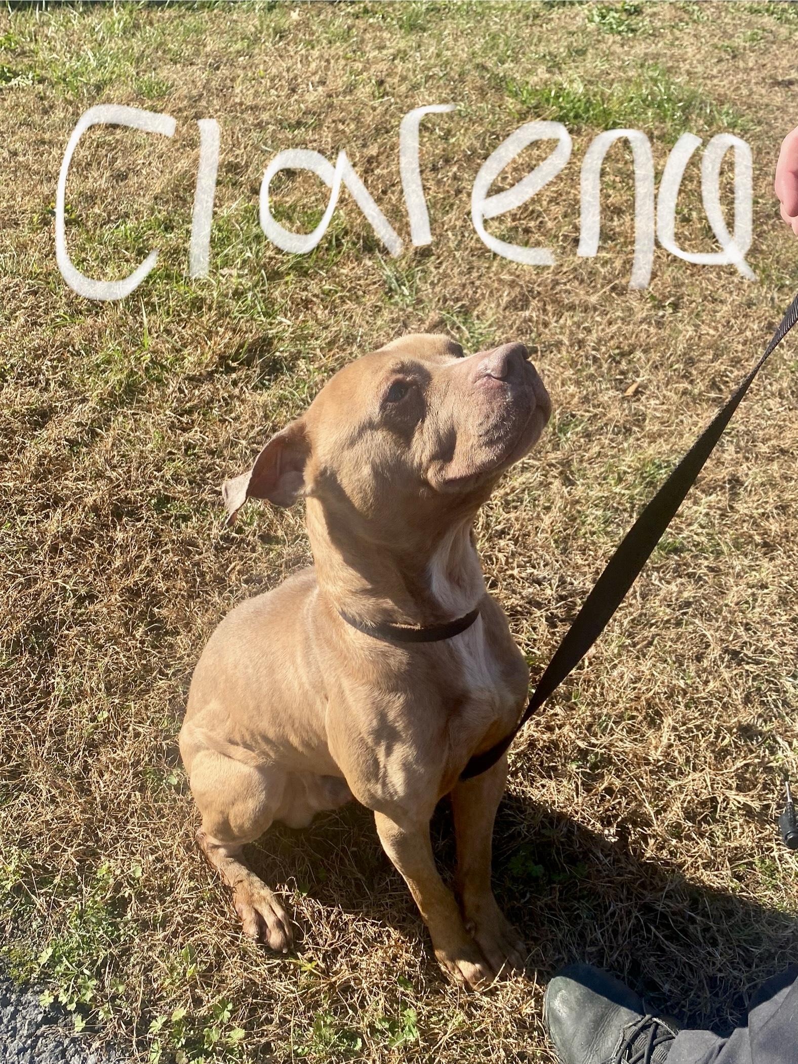 Enlarge Clarence, a Adoptable mixed breed in King George, VA image 2/6