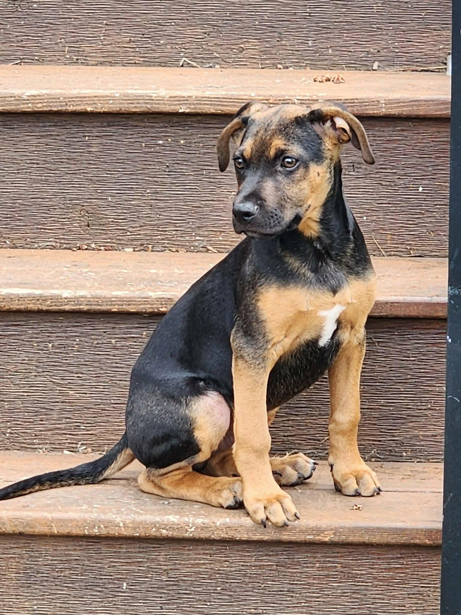 Mario, Adoptable, Puppy Male Australian Shepherd.