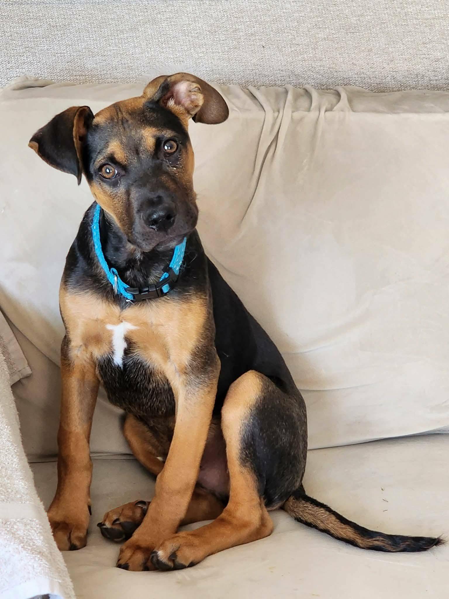Enlarge Mario, a Adoptable Australian Shepherd in West Des Moines, IA image 2/3