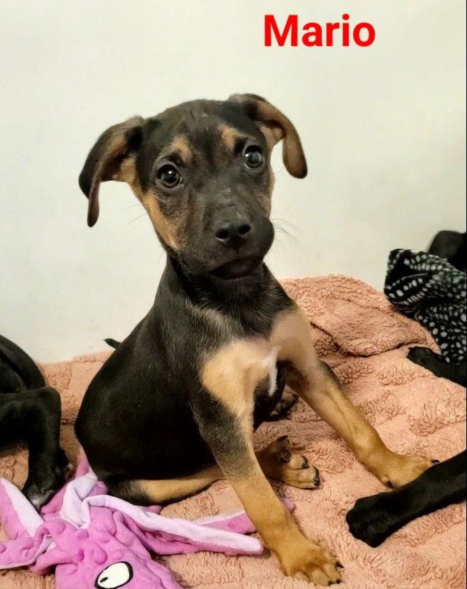 Mario, Adoptable, Puppy Male Pit Bull Terrier.