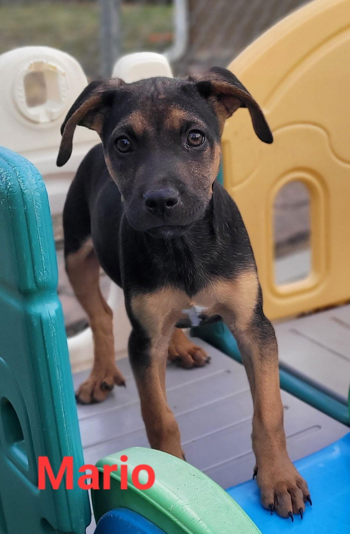 Enlarge Mario, a Adoptable Australian Shepherd in West Des Moines, IA image 2/3