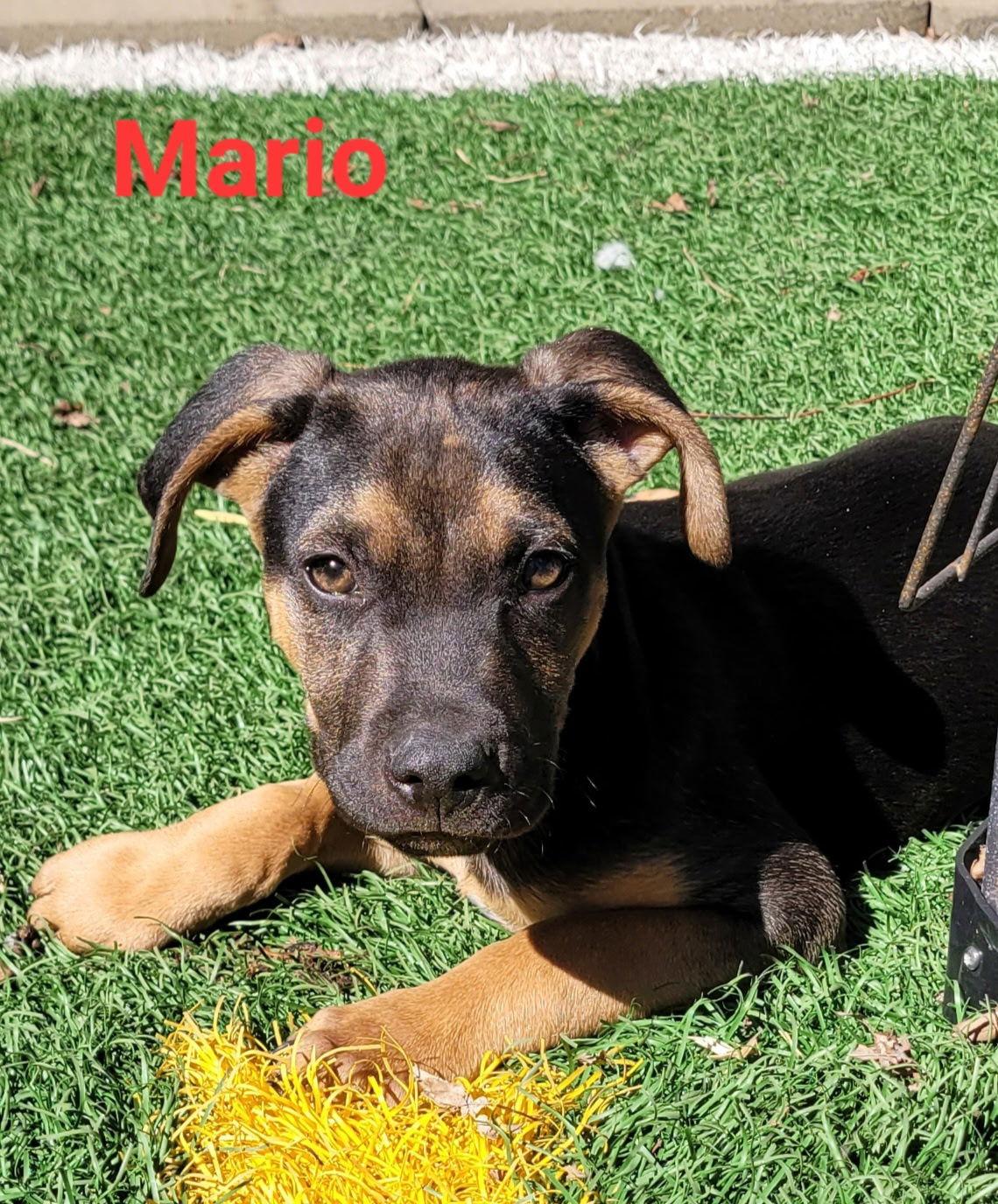 Enlarge Mario, a Adoptable Australian Shepherd in West Des Moines, IA image 3/3