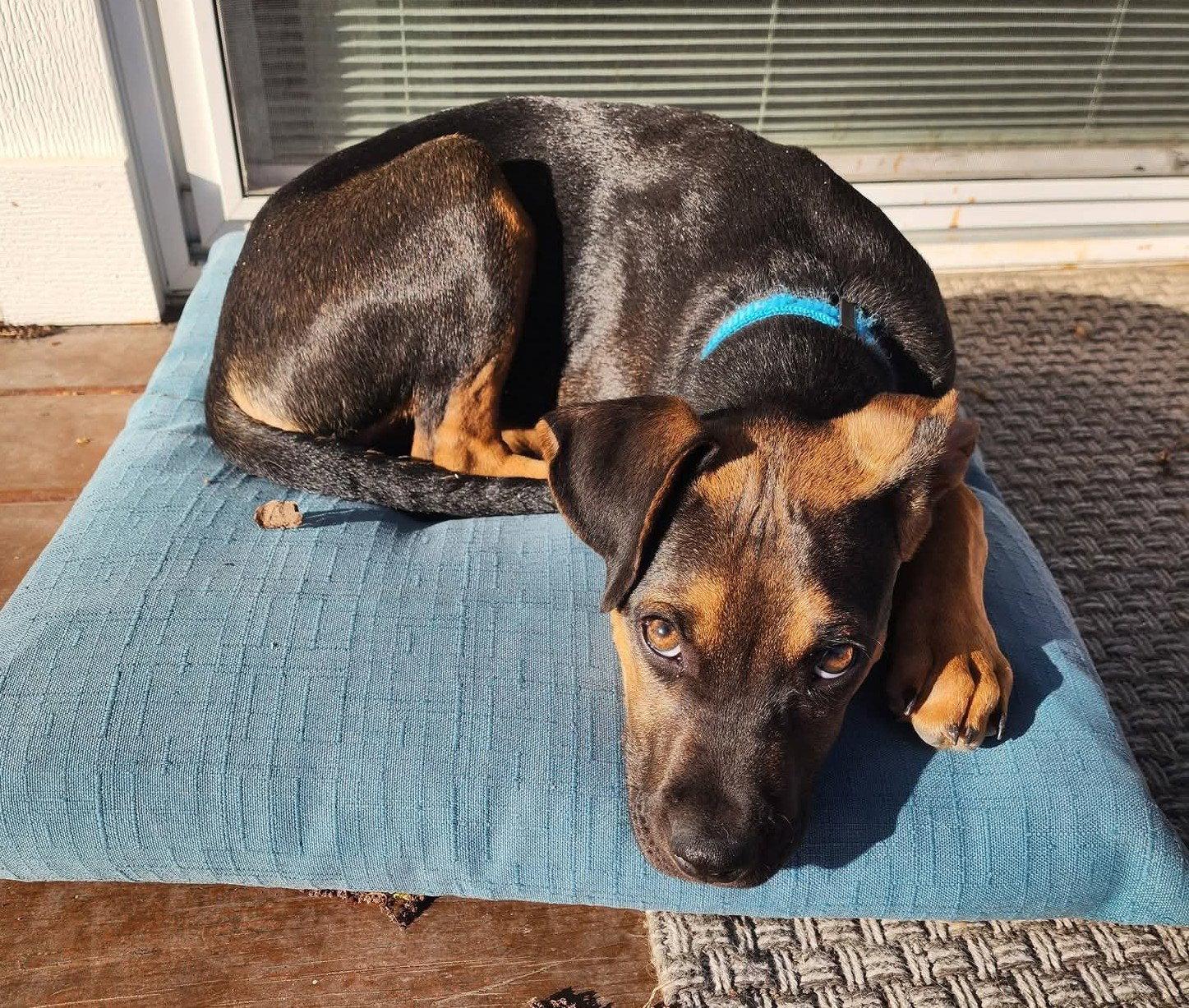 Enlarge Mario, a Adoptable Australian Shepherd in West Des Moines, IA image 3/3