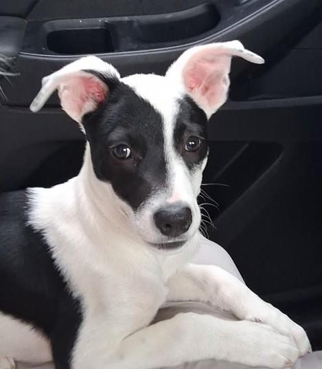 Trixie, adopted, Young Female Toy Fox Terrier & Italian Greyhound.