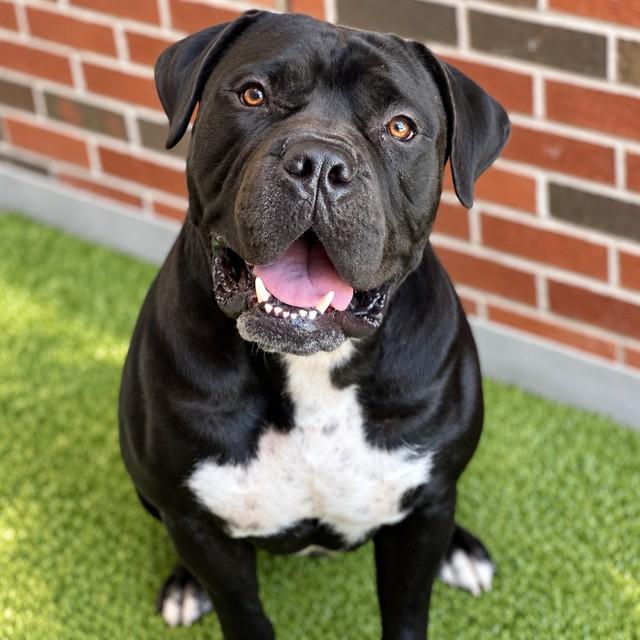 UNIT, Adoptable, Young Male Mixed Breed.