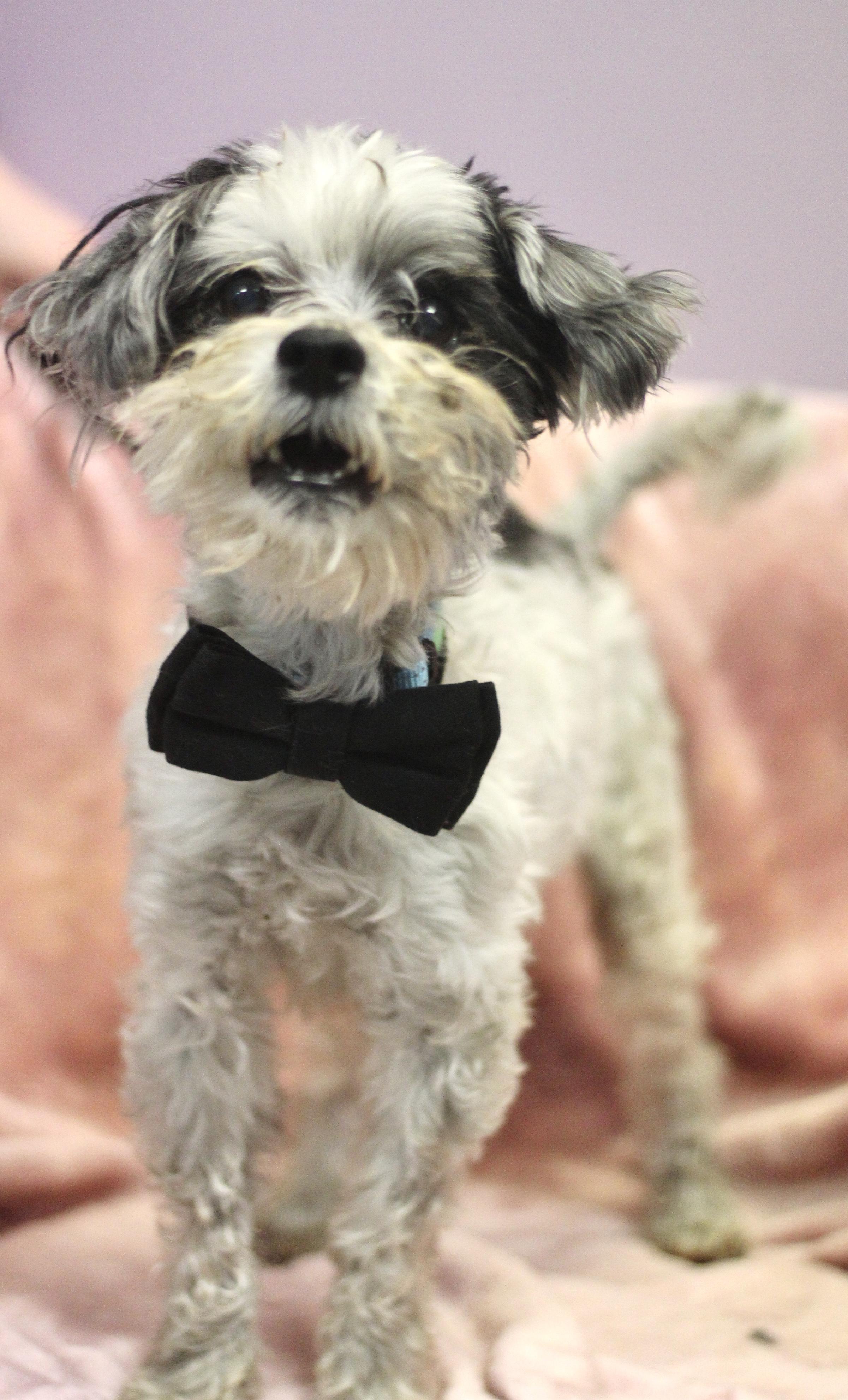 Enlarge Pablo in NH! Come Meet our Adoptable Dogs Wednesday-Saturday. More info in Bio! , an adopted mixed breed in Manchester, NH image 2/2