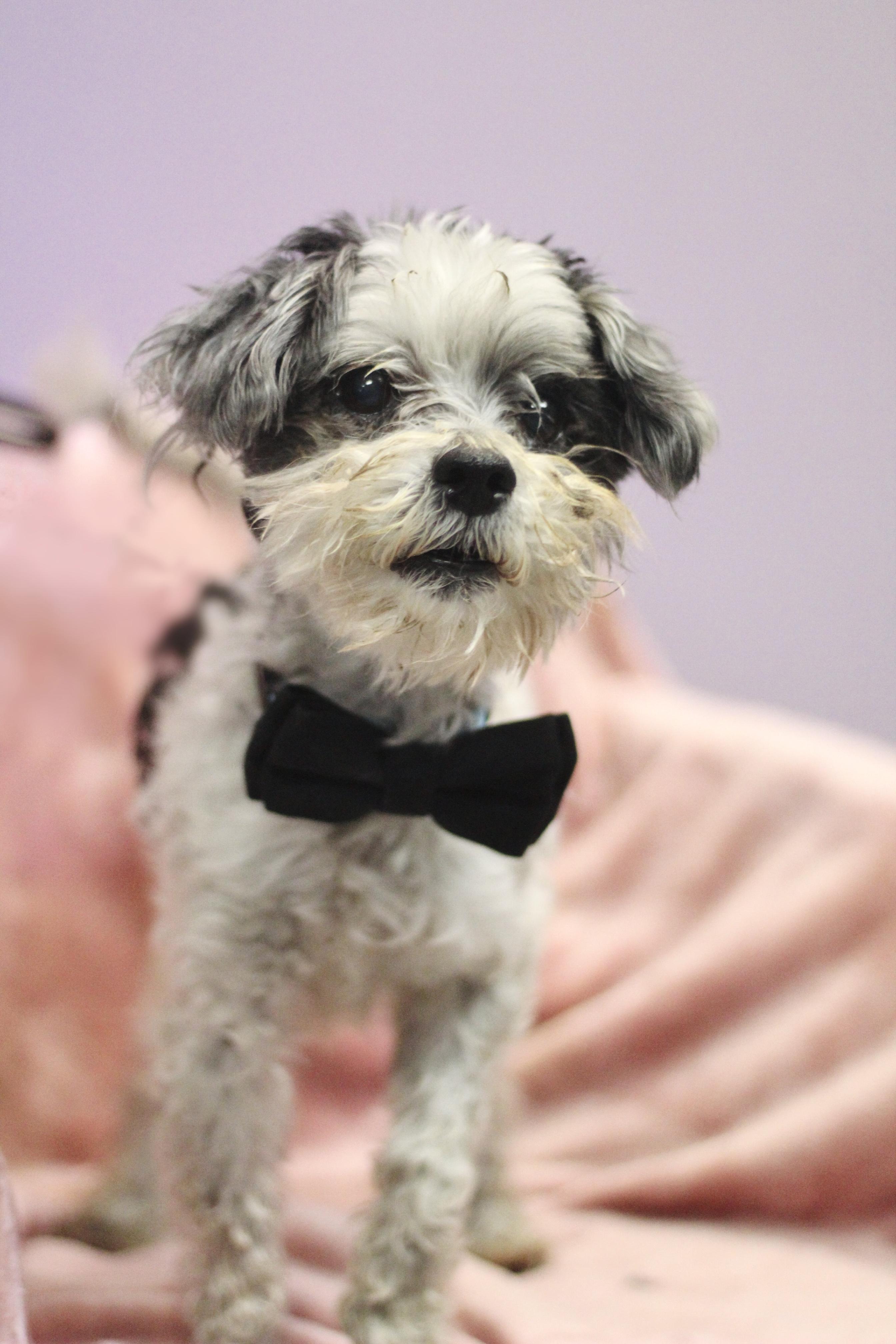 Enlarge Pablo in NH! Come Meet our Adoptable Dogs Wednesday-Saturday. More info in Bio! , an adopted mixed breed in Manchester, NH image 1/2