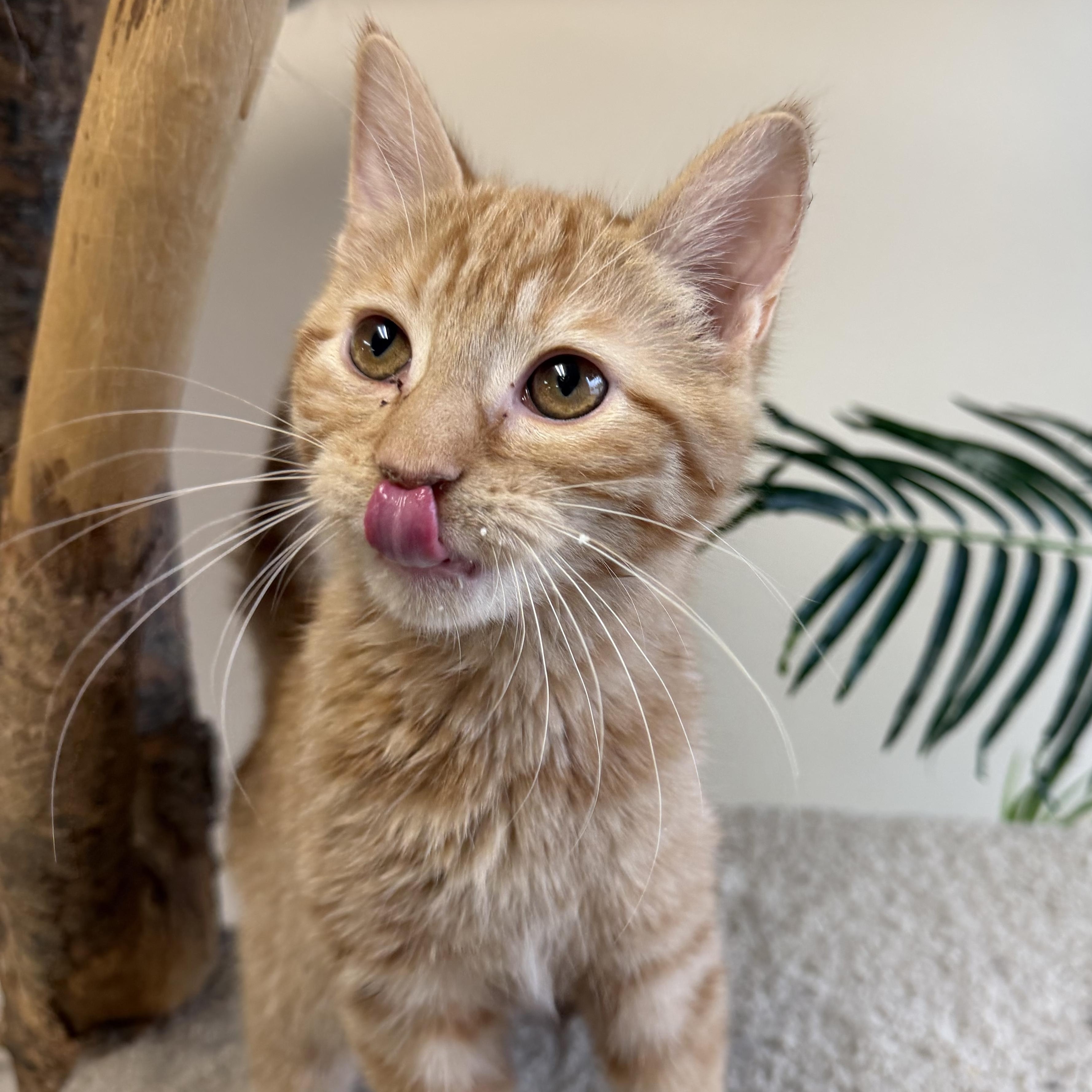 Theodore , Adoptable, Kitten Male Domestic Short Hair.