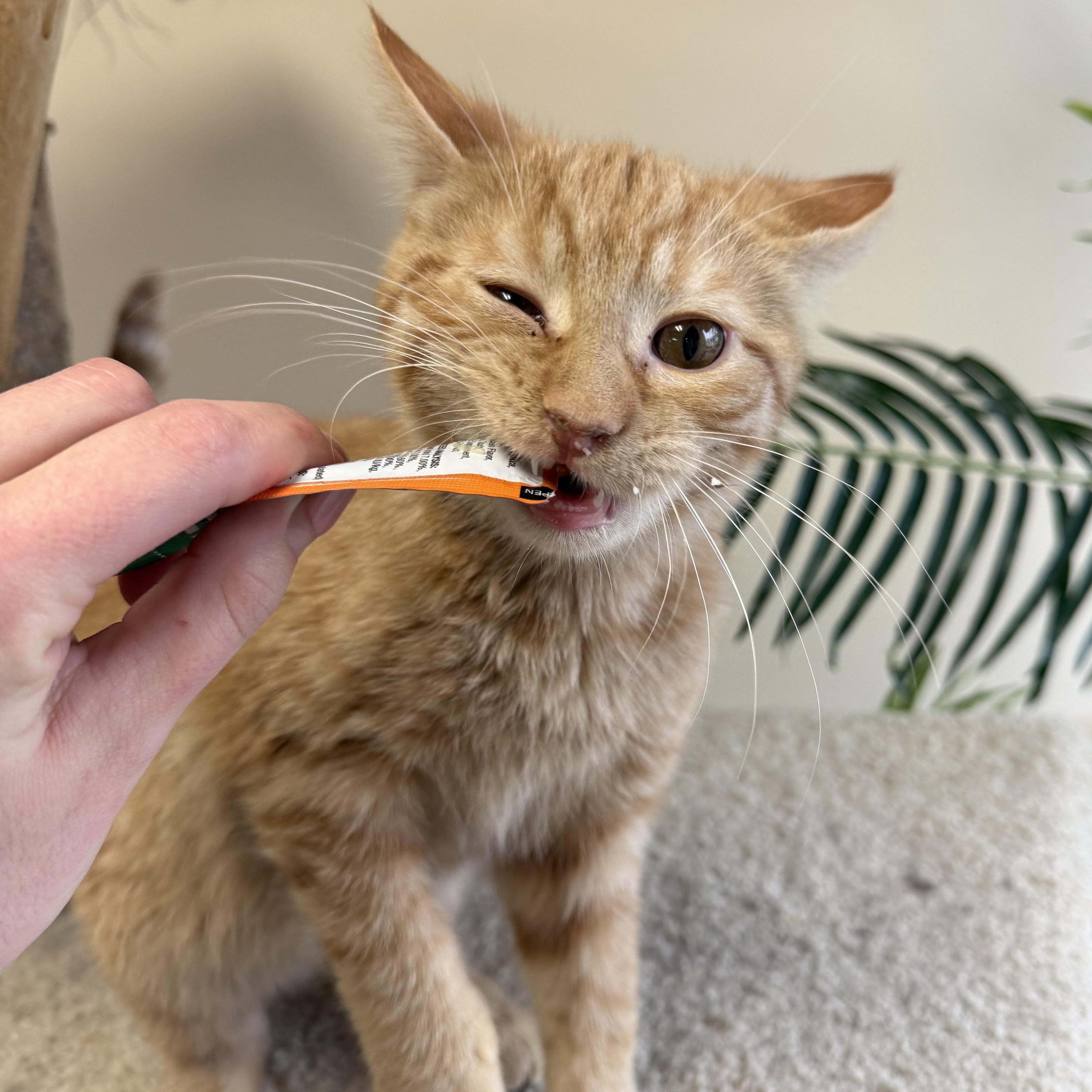 Theodore , a hold Domestic Short Hair in Madison, WI image 3/3