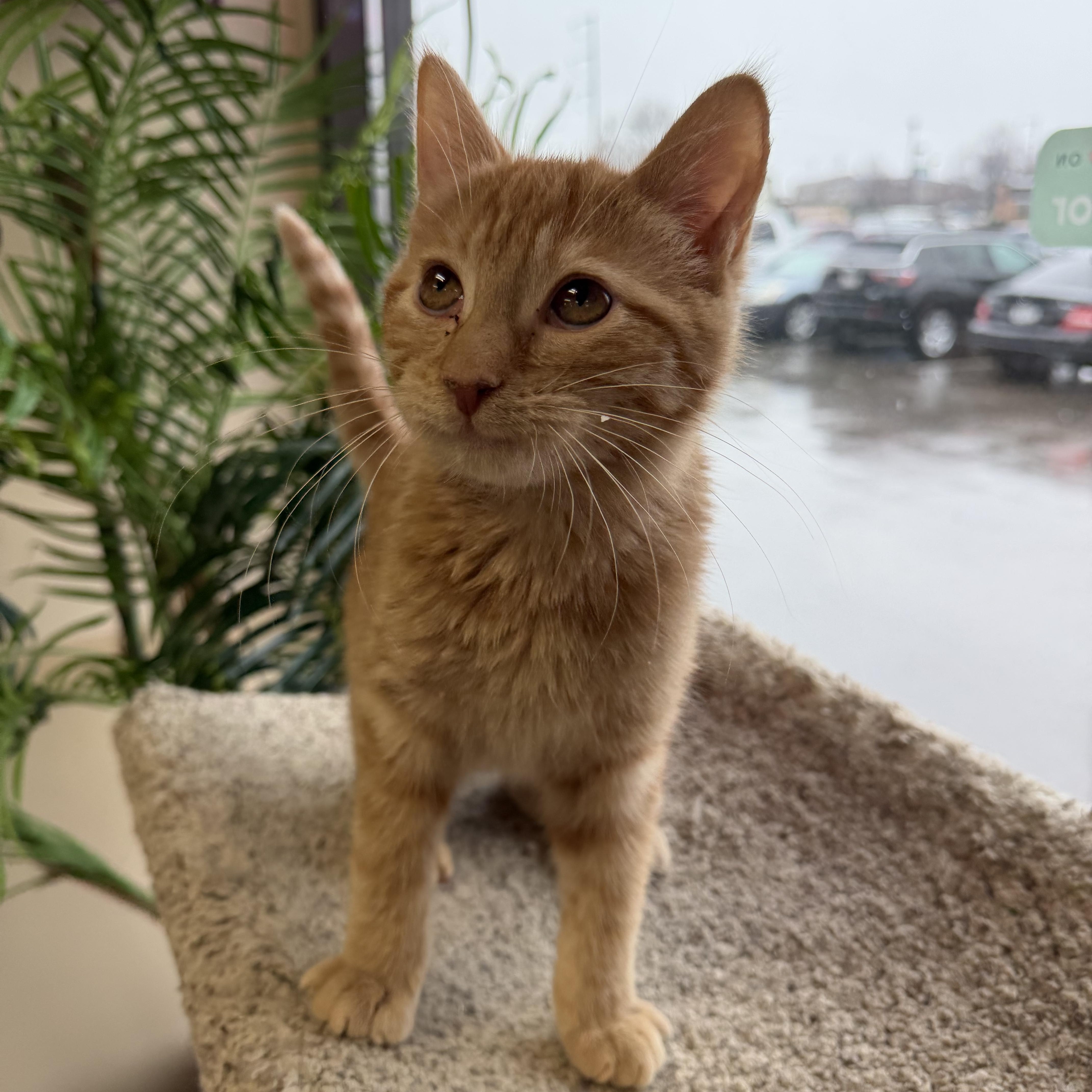 Theodore , a hold Domestic Short Hair in Madison, WI image 2/3