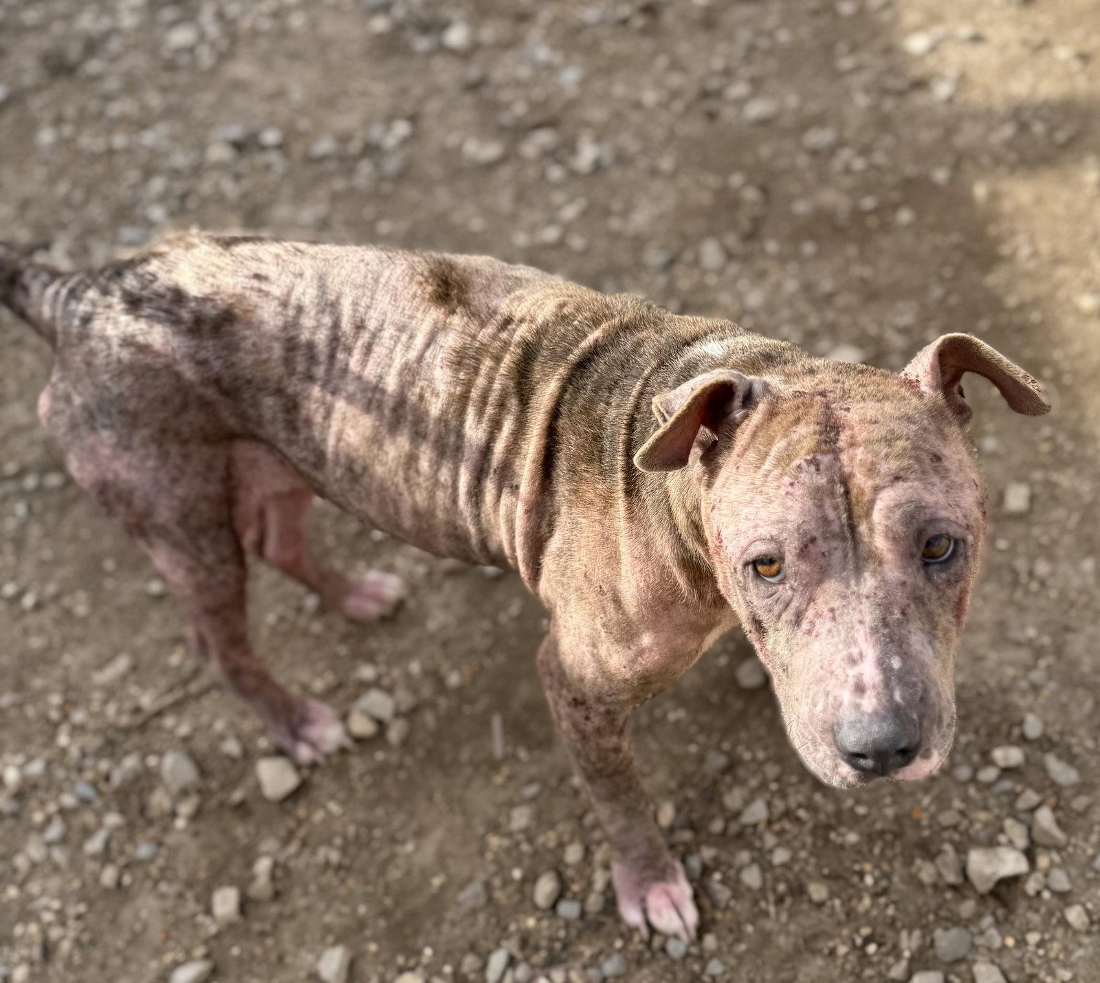 Calis, Adoptable, Adult Female Pit Bull Terrier.