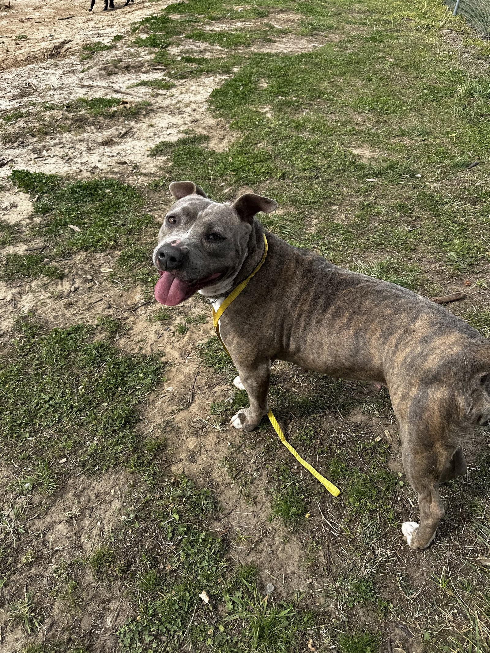 Calis, a Adoptable Pit Bull Terrier in Corning, AR image 2/3