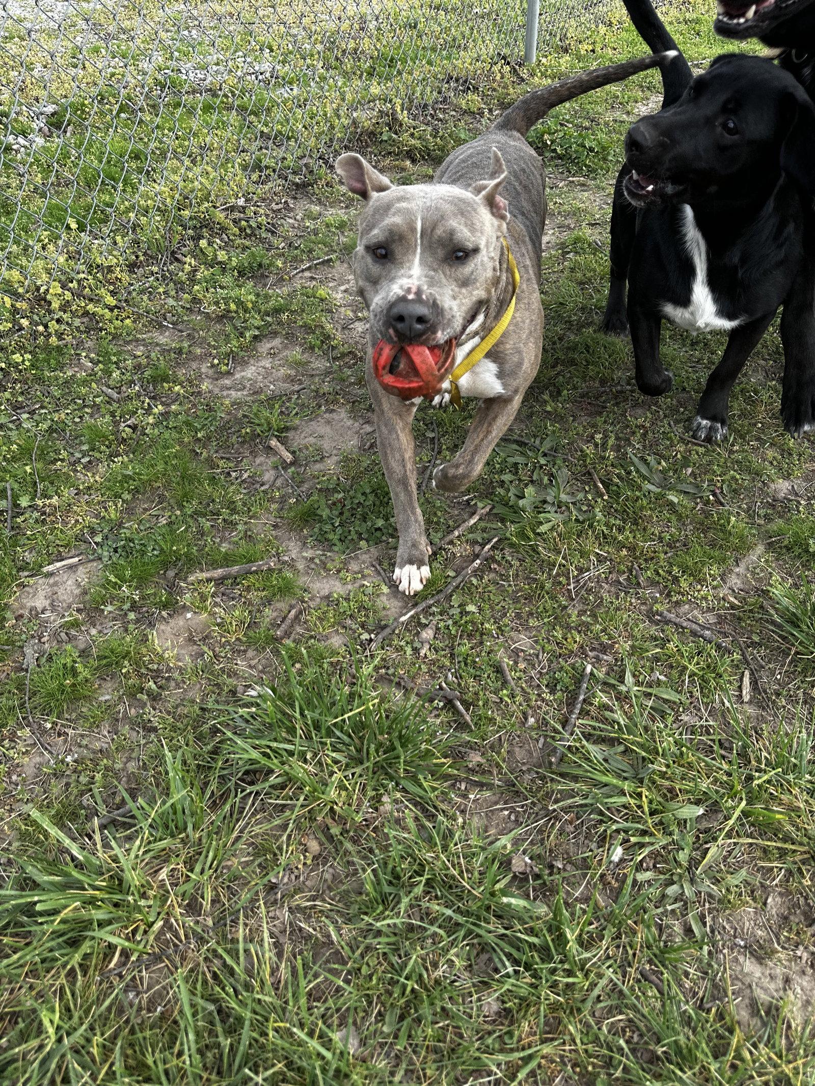 Calis, a Adoptable Pit Bull Terrier in Corning, AR image 3/3