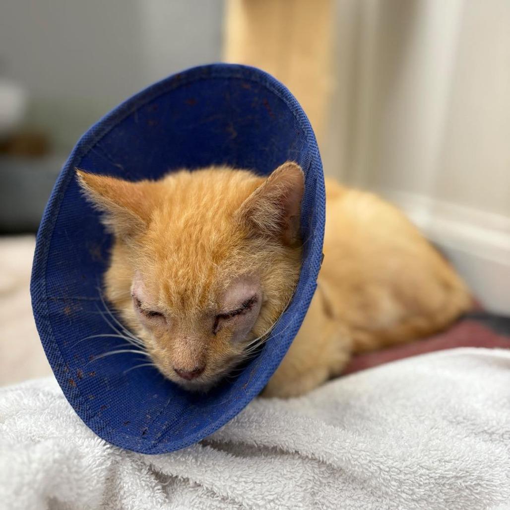 Enlarge Grant (c2025), a Adoptable Domestic Short Hair in Skokie, IL image 1/6