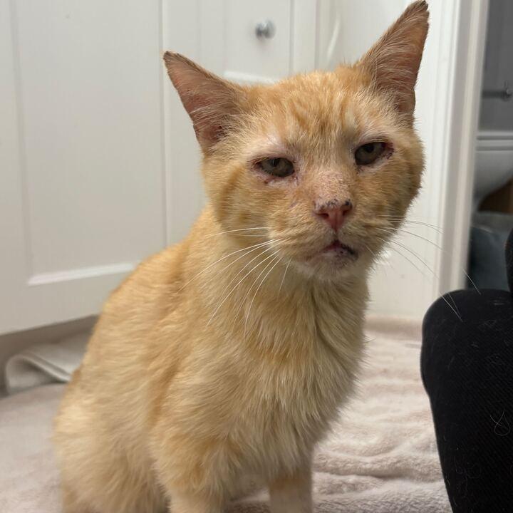 Enlarge Grant (c2025), a Adoptable Domestic Short Hair in Skokie, IL image 2/6