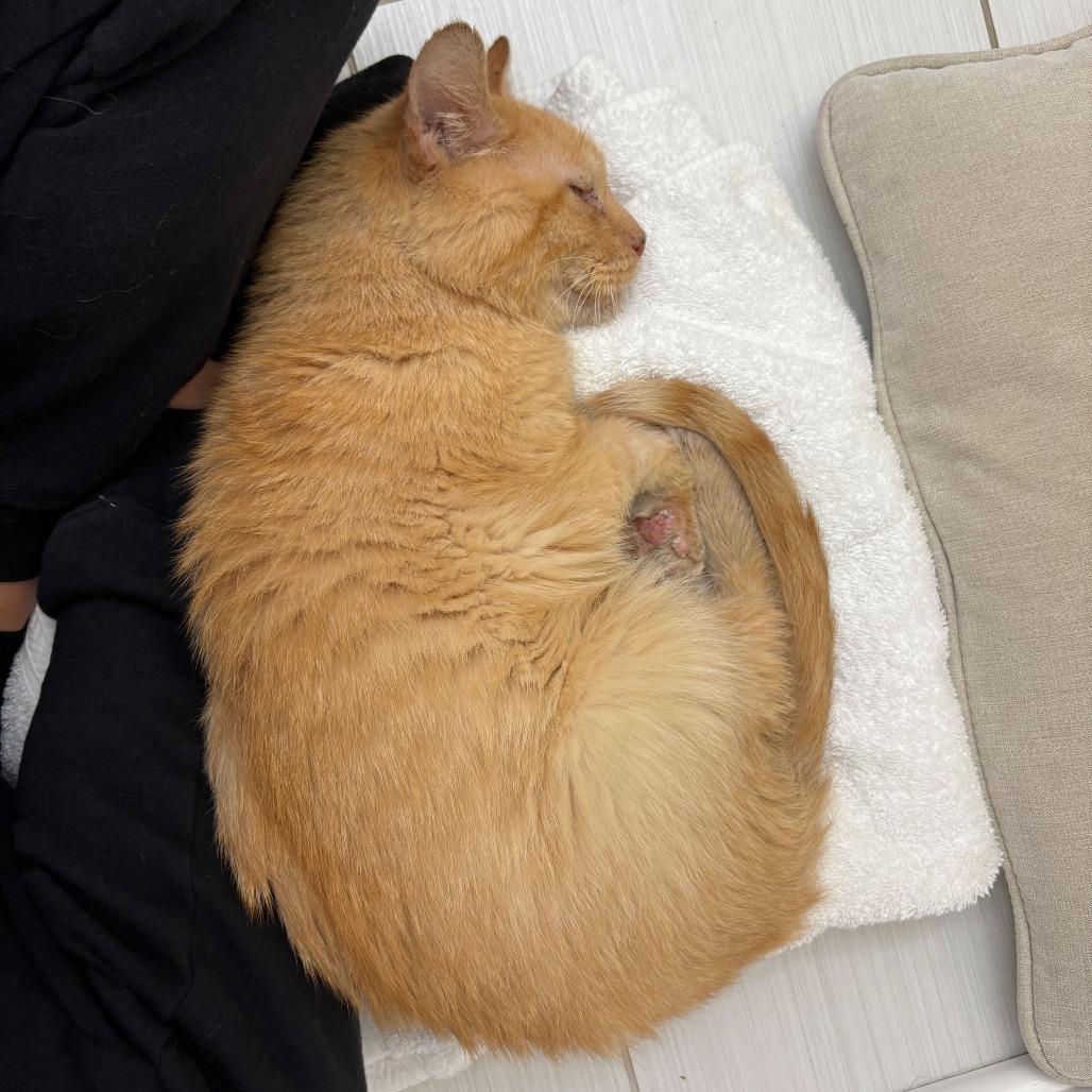 Enlarge Grant (c2025), a Adoptable Domestic Short Hair in Skokie, IL image 3/6