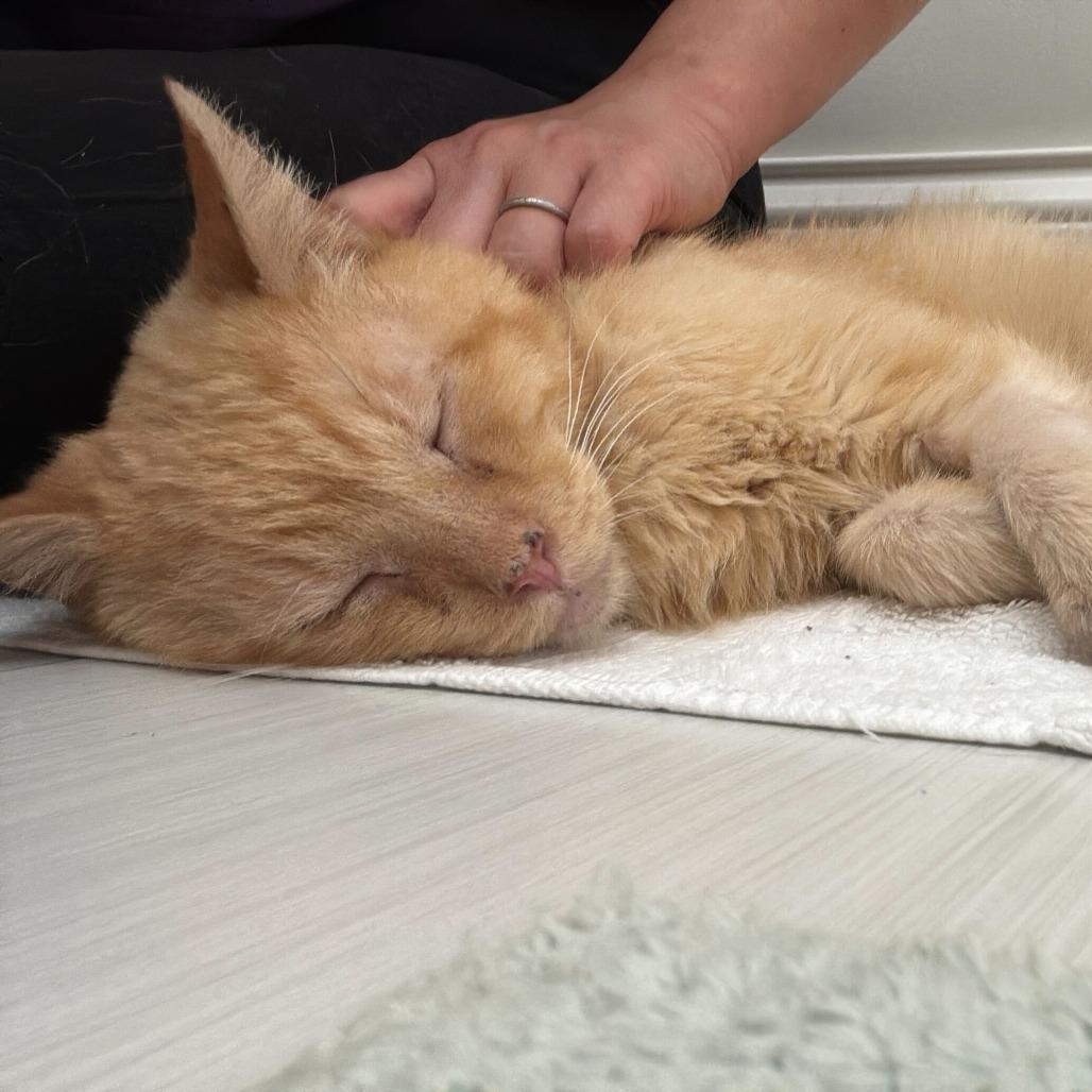 Enlarge Grant (c2025), a Adoptable Domestic Short Hair in Skokie, IL image 4/6