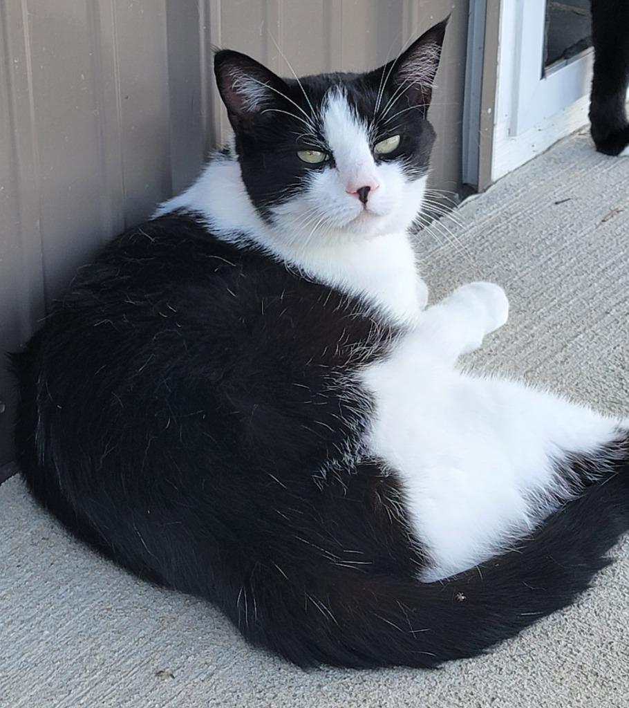 Enlarge Poplar, a Adoptable mixed breed in Fremont, OH image 1/6