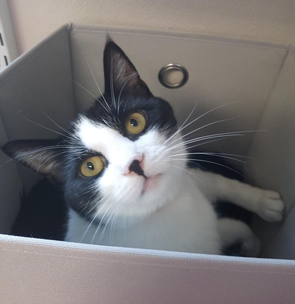 Enlarge Poplar, a Adoptable mixed breed in Fremont, OH image 2/6