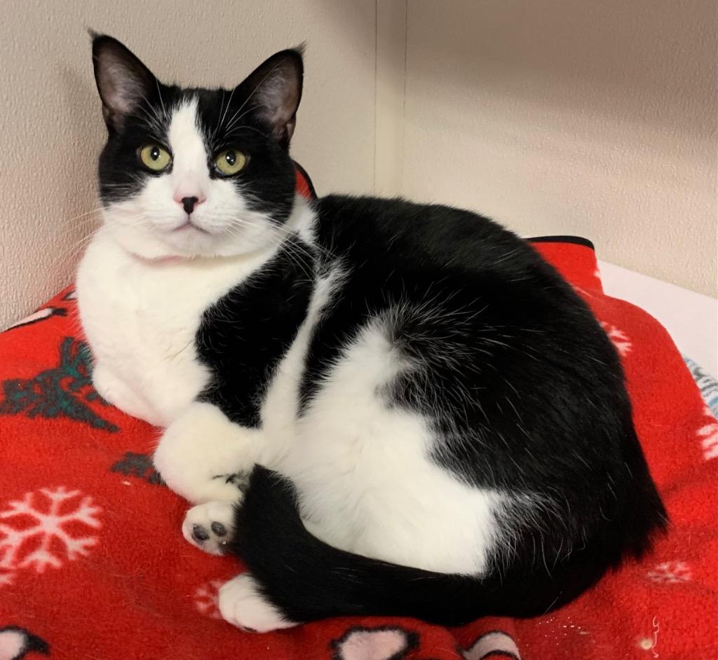 Enlarge Poplar, a Adoptable mixed breed in Fremont, OH image 3/6