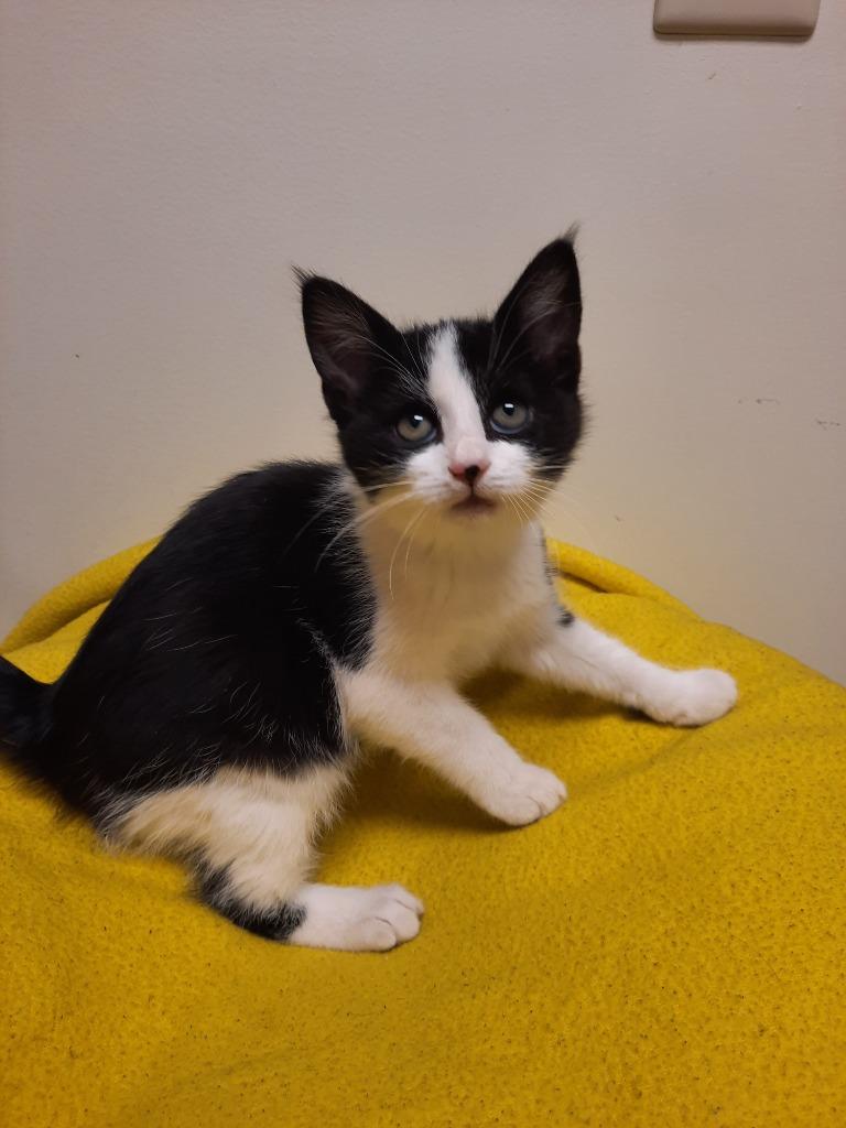 Enlarge Poplar, a Adoptable mixed breed in Fremont, OH image 4/6